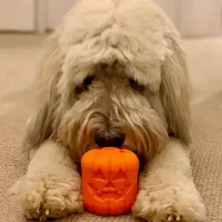 Mkb Jack O' Lantern - Chew Toy-Treat Dispenser-Large-Orange