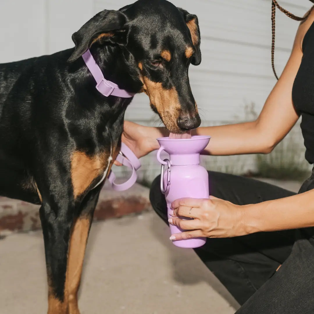Springer - Springer Classic Dog Water Travel Bottle