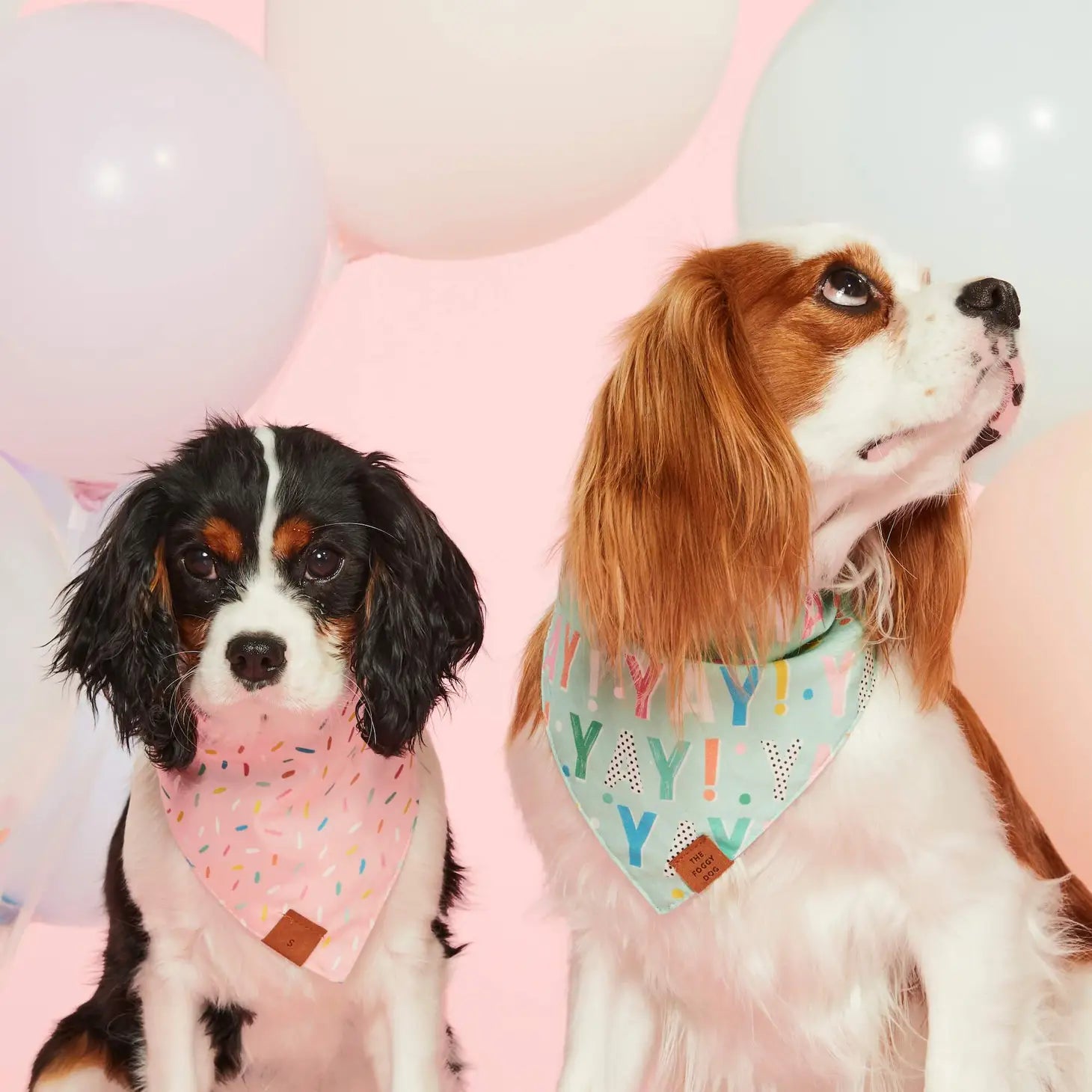 Birthday Yay Aqua Dog Bandana (Reversible)