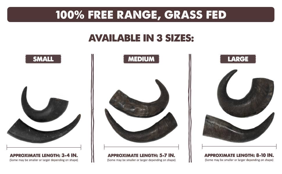 Premium Water Buffalo Horns - Medium