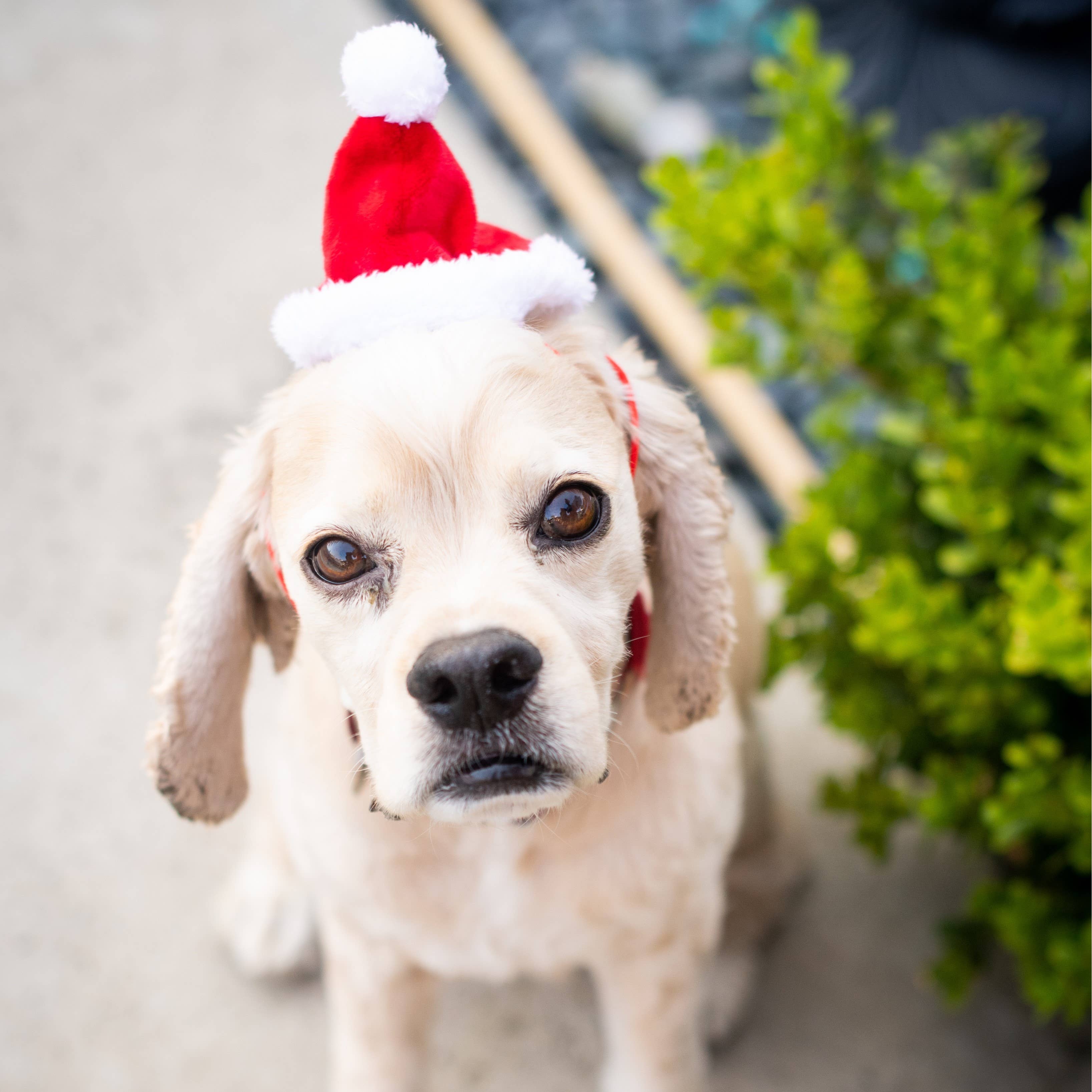 Santa Hat with SnugFit®