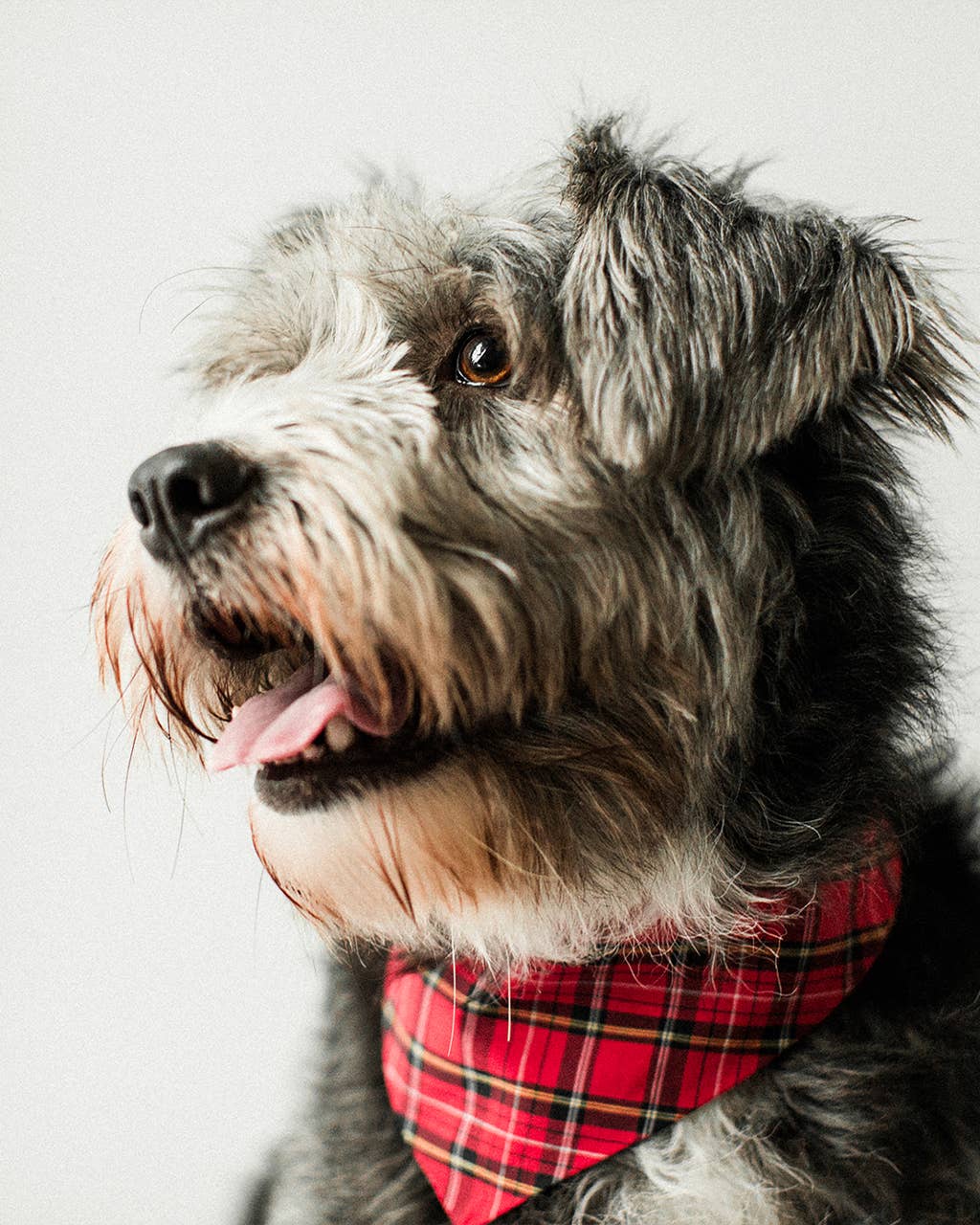 WINTER BANDANAS: BERRY GINGHAM
