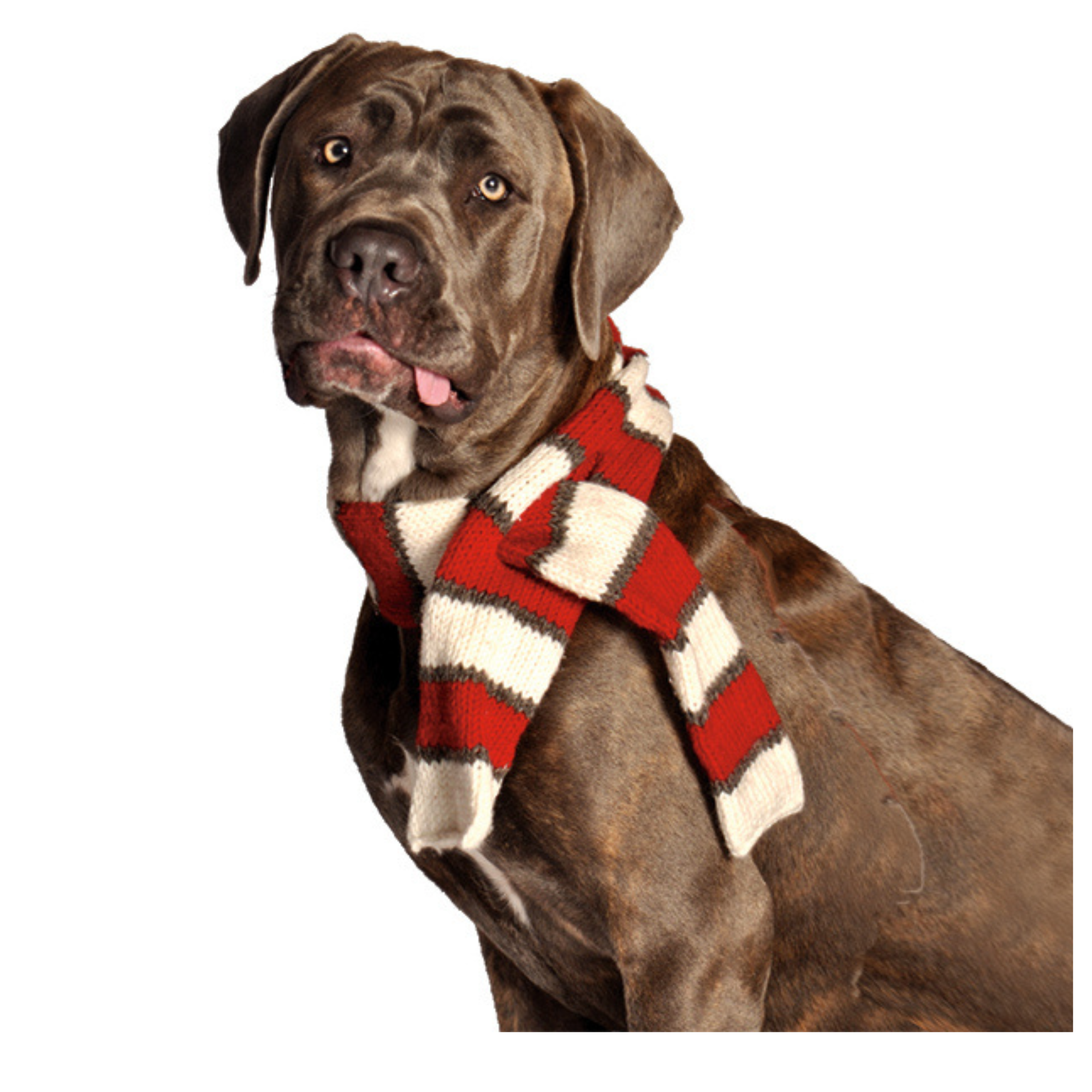 White and Red Pet Scarf