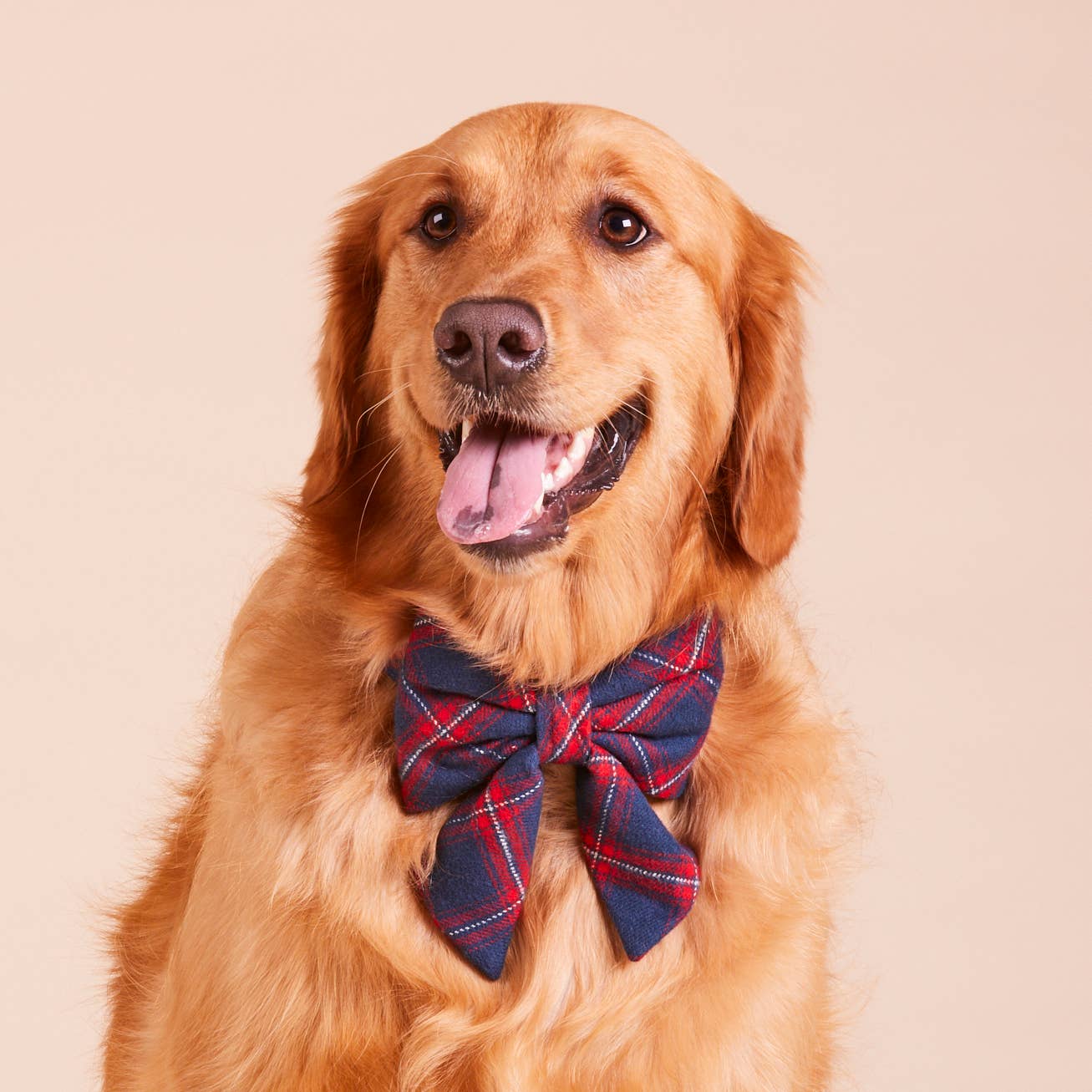 Kingston Plaid Flannel Holiday Lady Dog Bow: Small