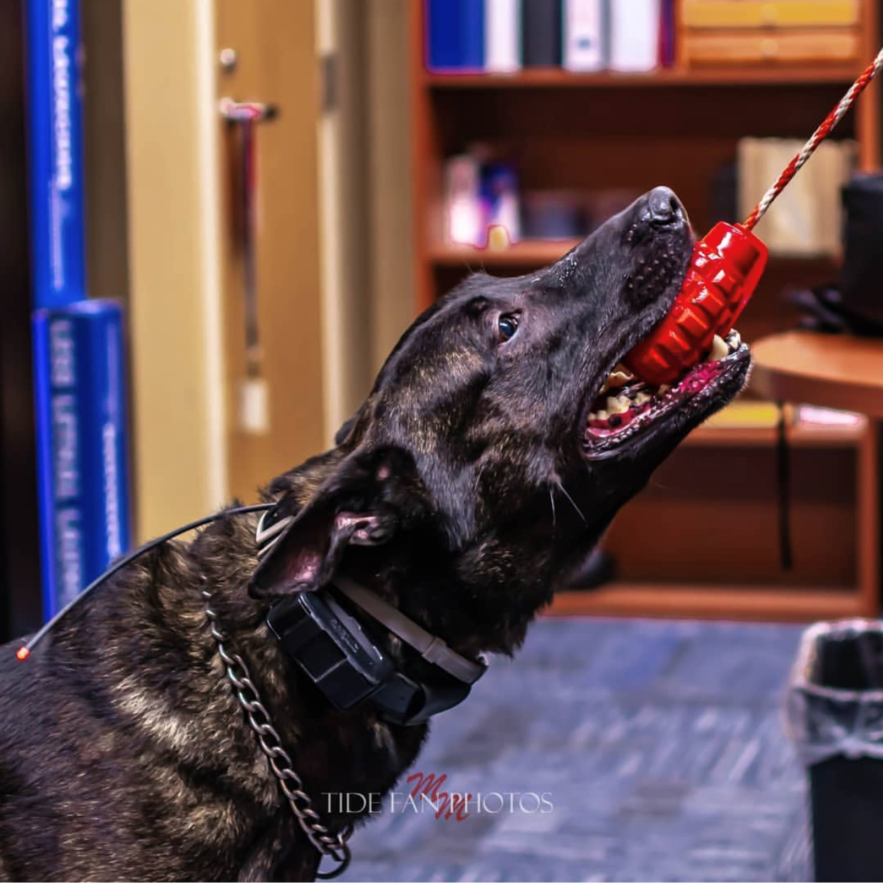 SodaPup Dog Toys - USA-K9 Grenade - Chew Toy - Reward Toy Red