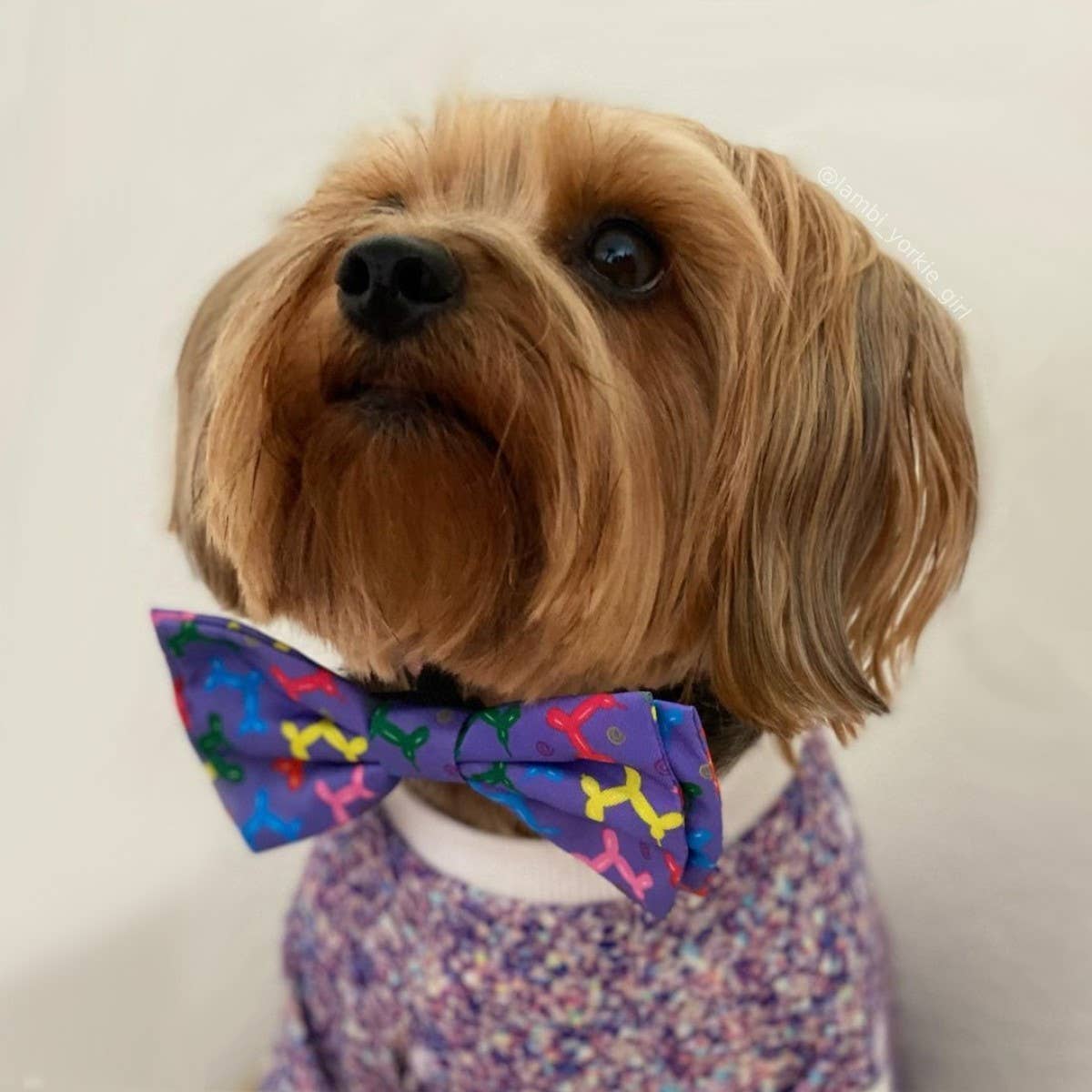 Bow Tie Balloon Doggy