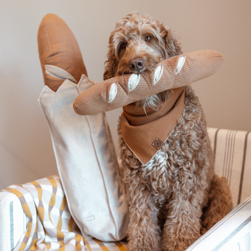 A large, brown doodle sitting in an armchair holding the baguette dog toy with the snuffle pockets facing forward.