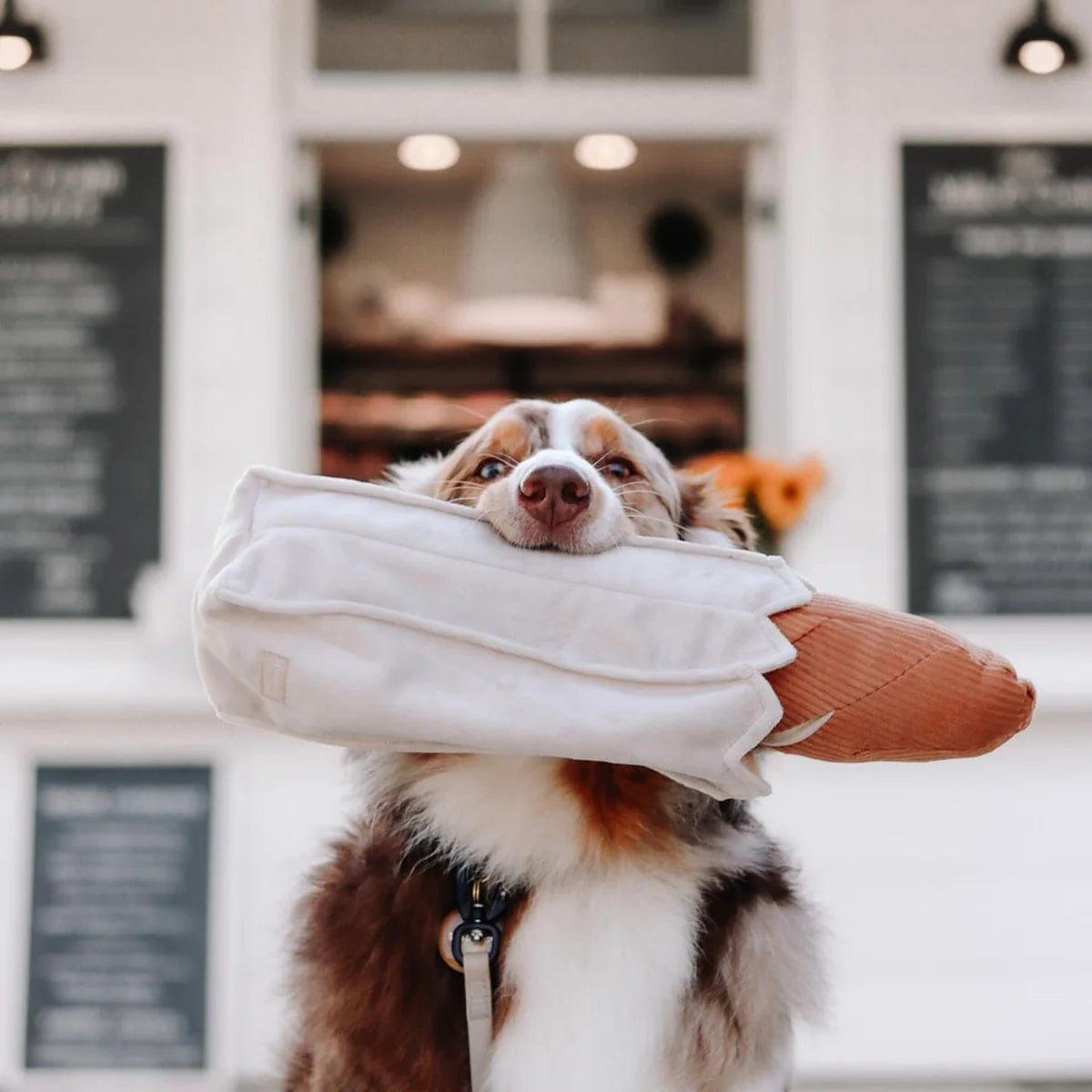 A large, fluffy, brown and white dog sitting in front of a bakery holding the baguette dog toy in its mouth.