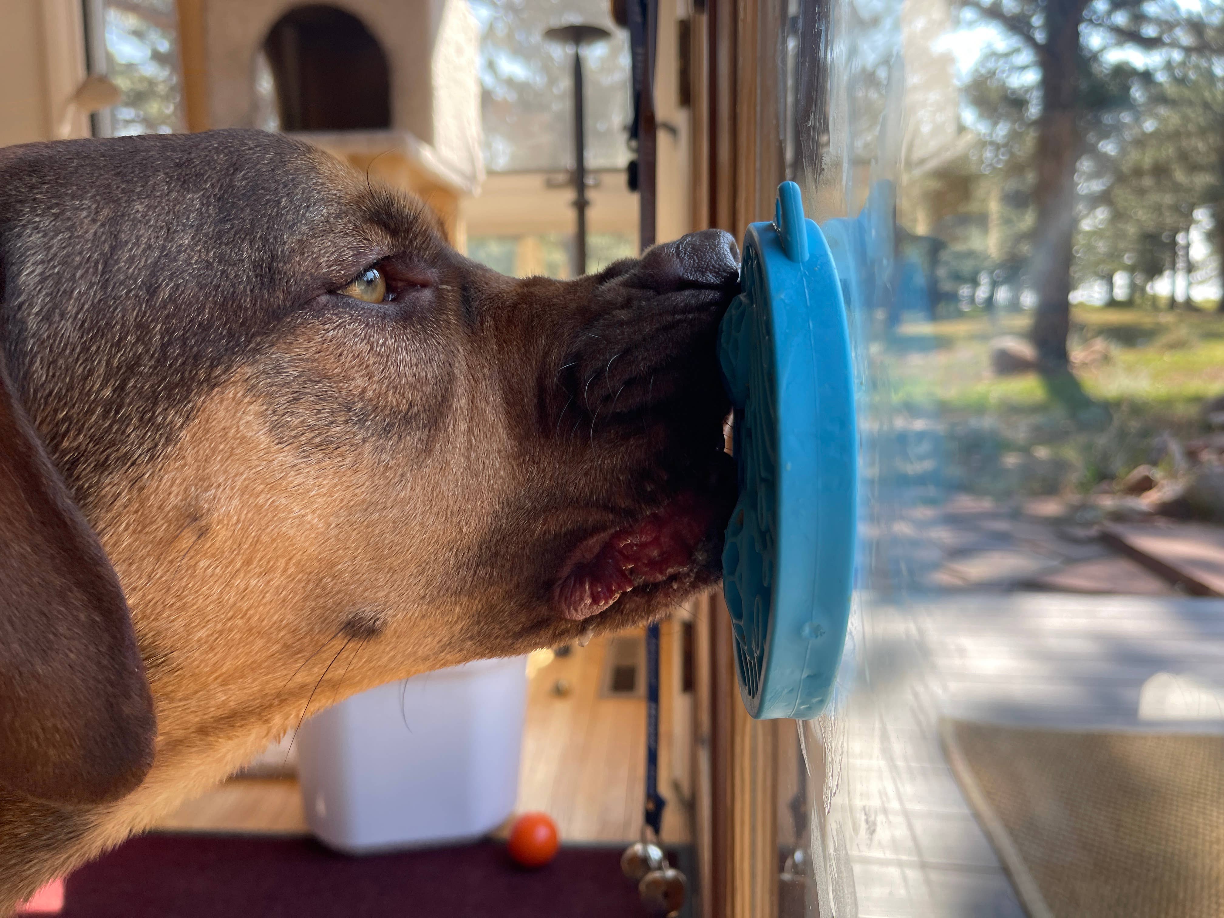 SodaPup - Turtle emat-mini Enrichment Lick Mat With Suction Cups