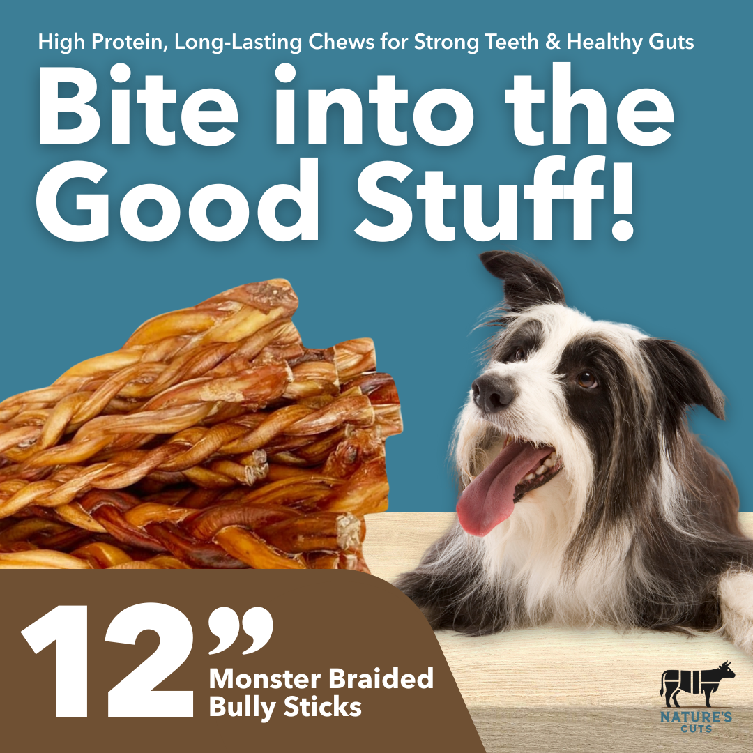 Mighty Chewz - 12" MONSTER Braided Bully Sticks.