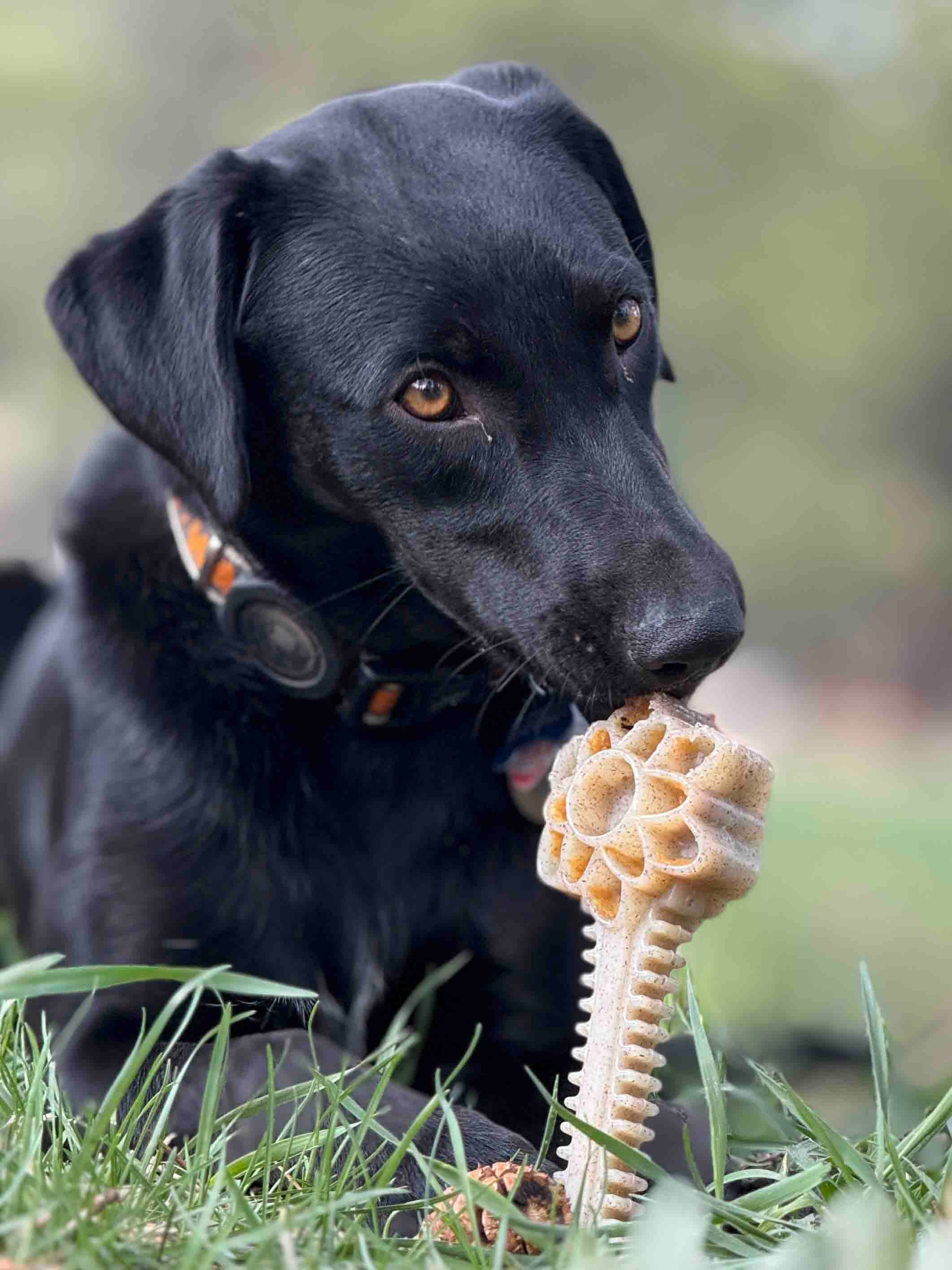 SodaPup Honey Bone Dental Flower Tower eChew Ultra Durable Nylon Dog Chew Toy - XL