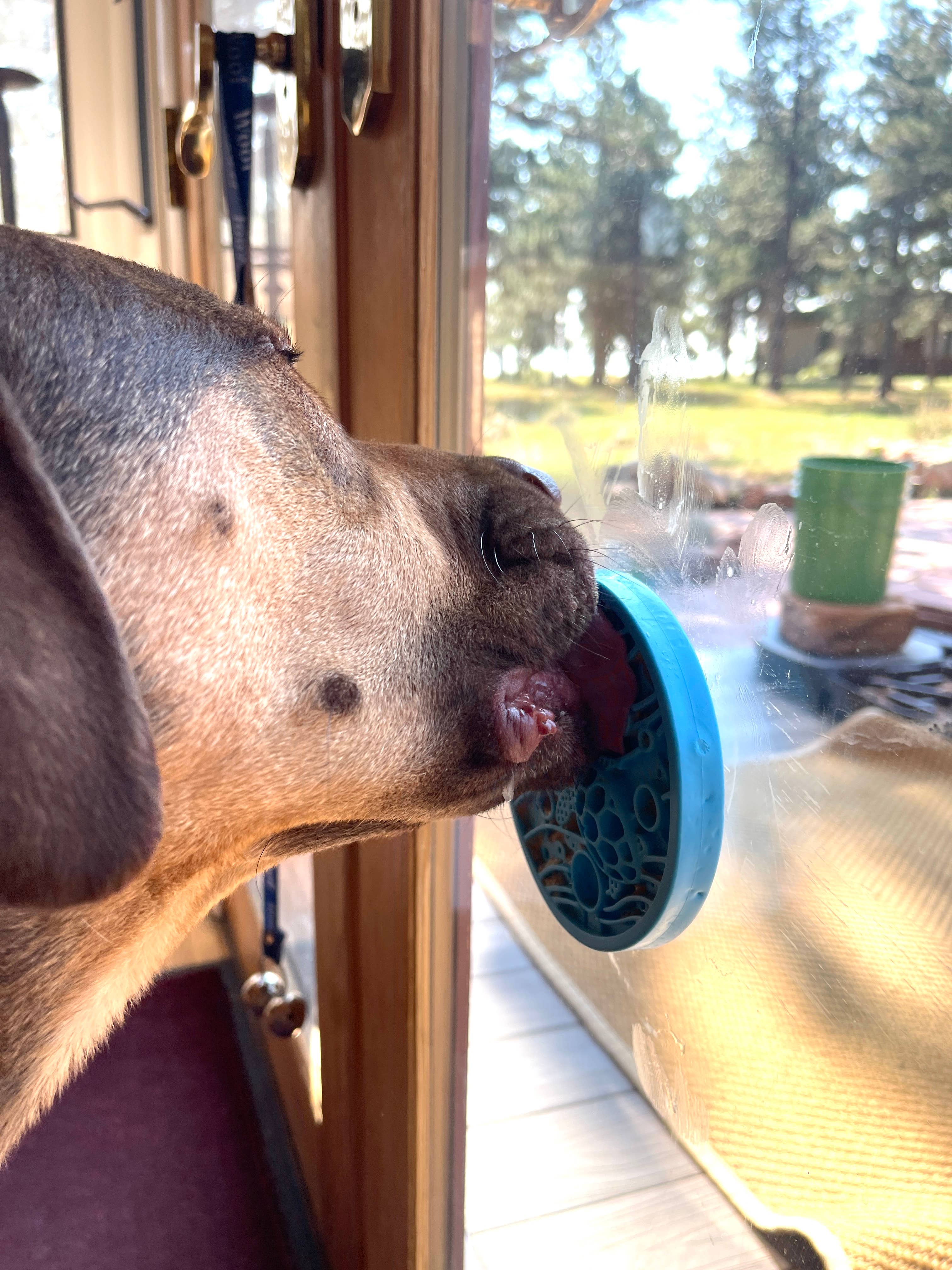 SodaPup - Turtle emat-mini Enrichment Lick Mat With Suction Cups