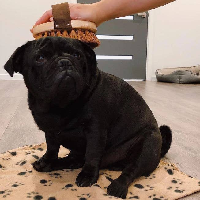 Ethical Global Dog Brush