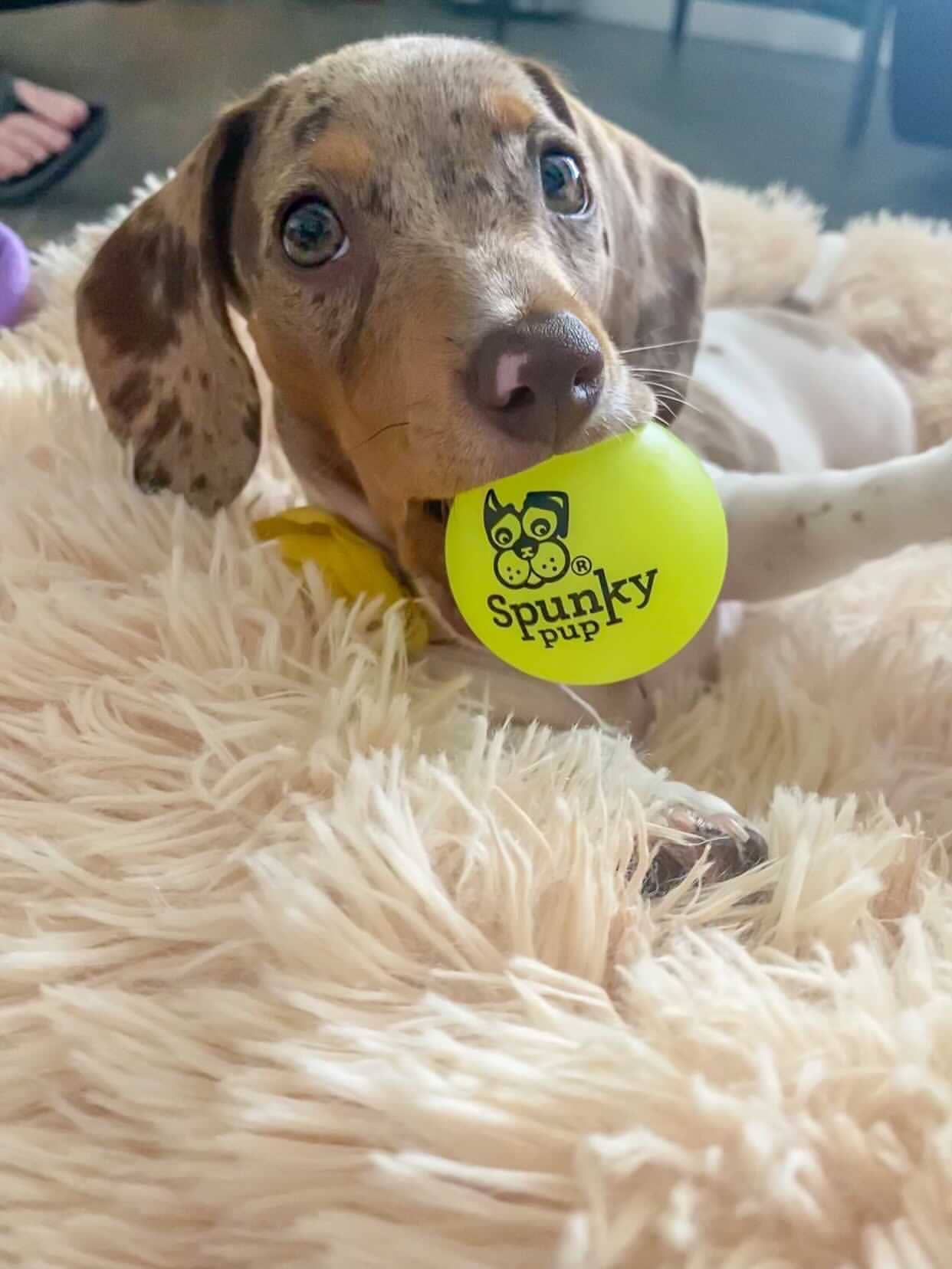 Spunky Pup - Fetch and Glow Ball