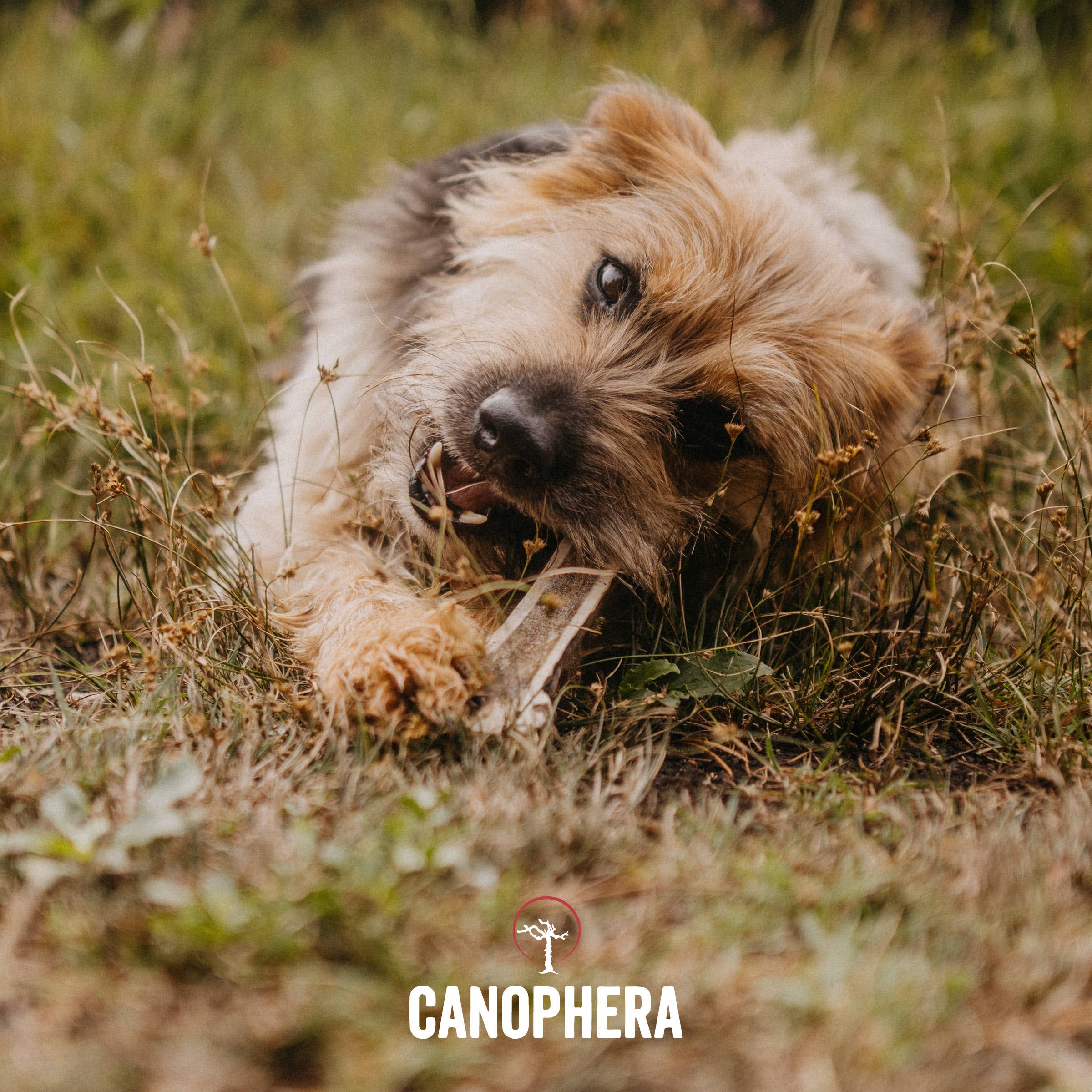 Canophera Red Deer Antler Splits Dog Chew