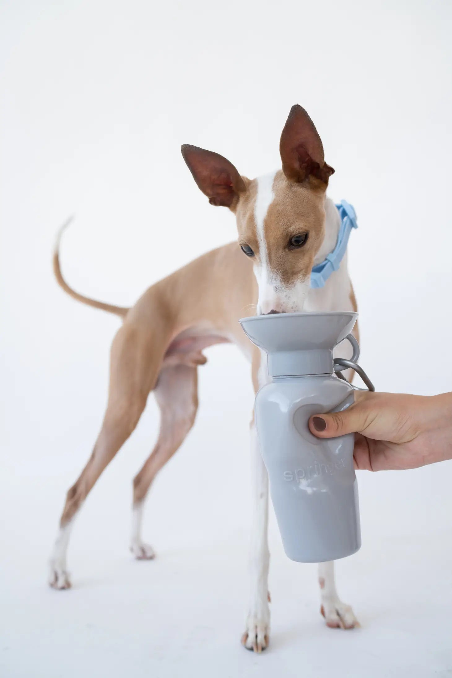 Springer - Springer Classic Dog Water Travel Bottle