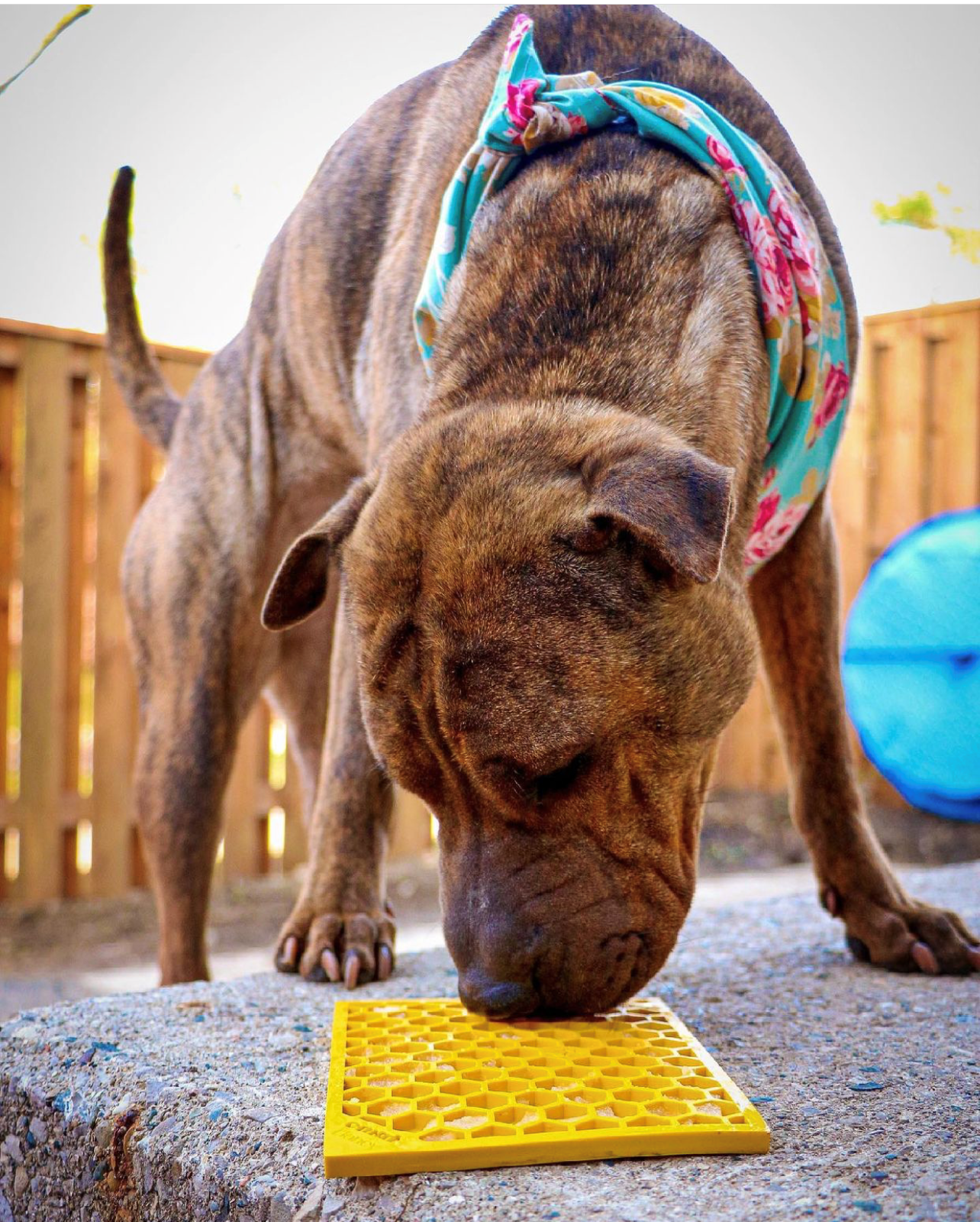 SodaPup - Honeycomb Design Emat Enrichment Licking Mat - Yellow - Large