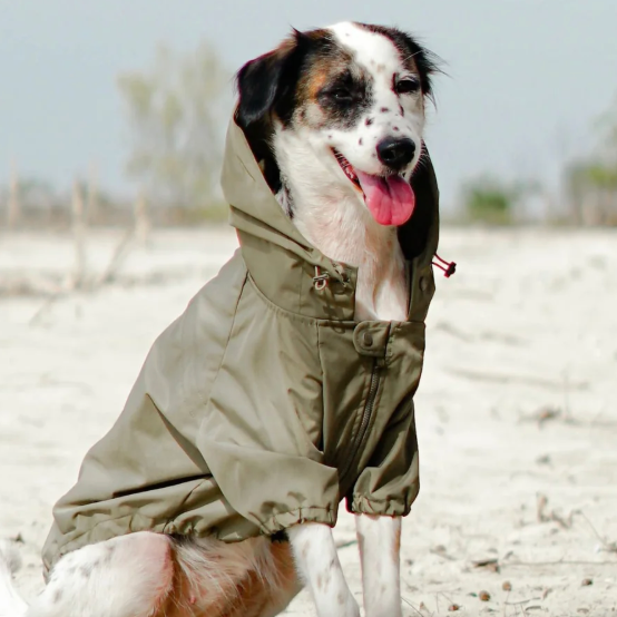 Dog wearing a green raincoat on a sandy beach.