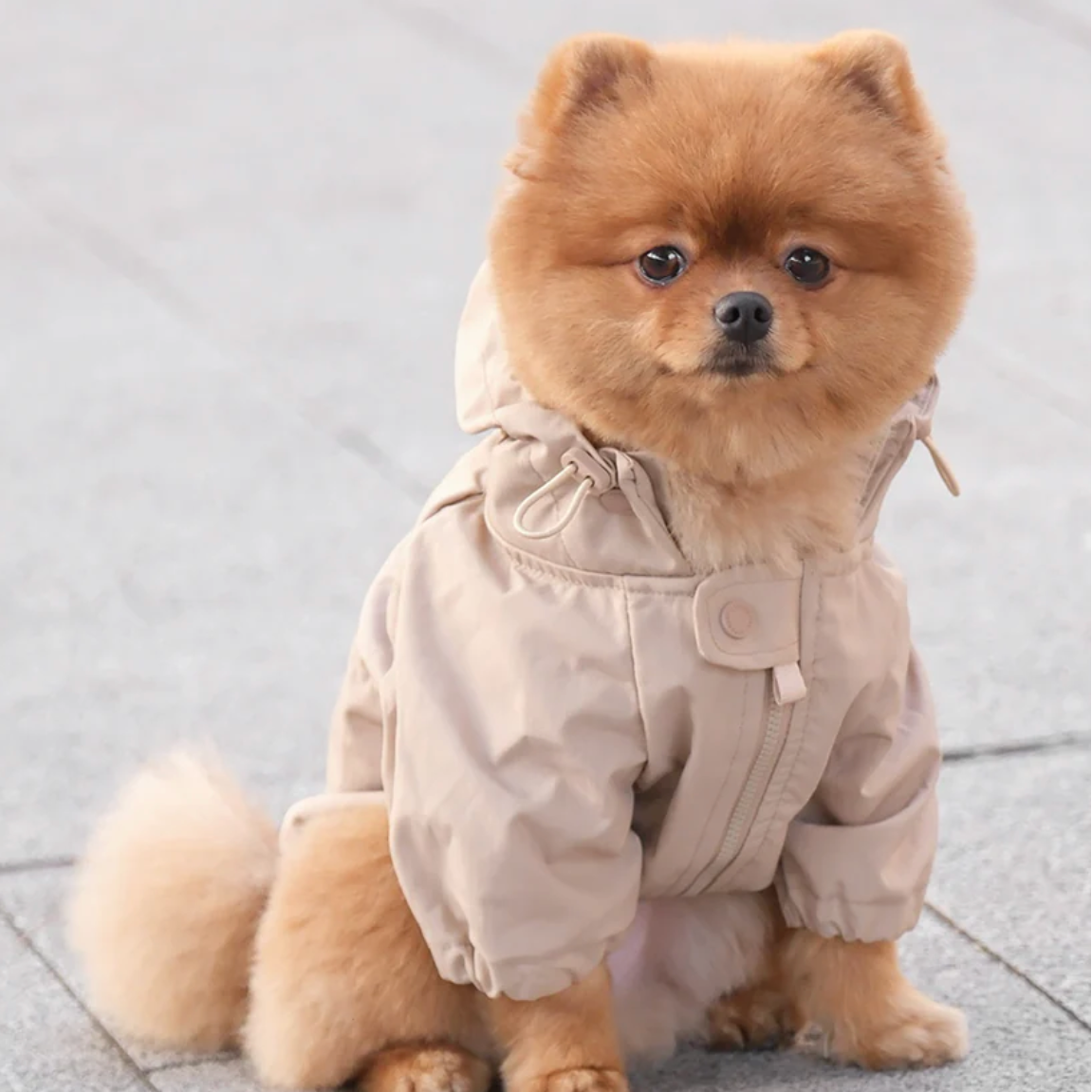 Small dog wearing a beige coat with zipper and hood on a light gray background.