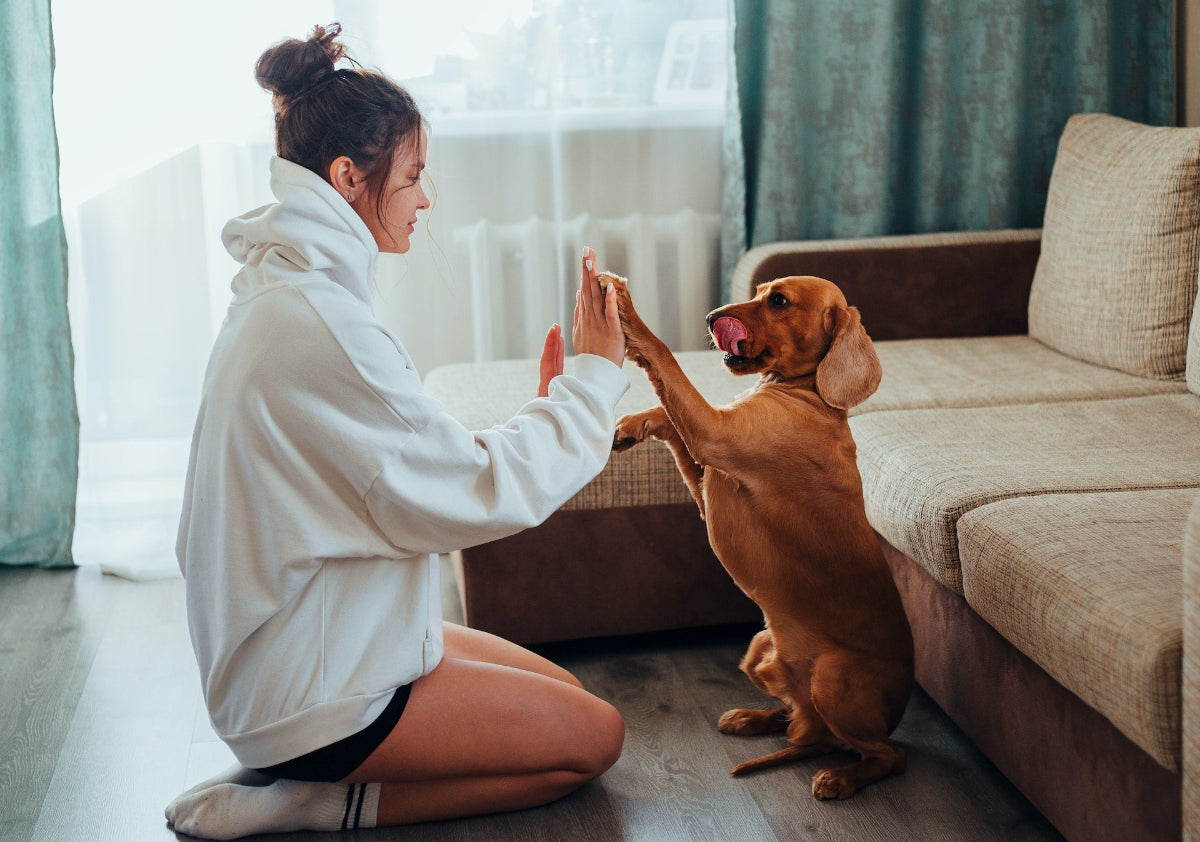 Treats owner, Kelly, playing patty-cake with a red-haired dog sitting on its hind legs.