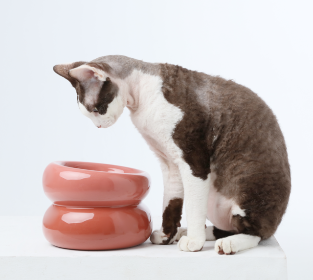 PEHOM - Soufflé Pet Bowl