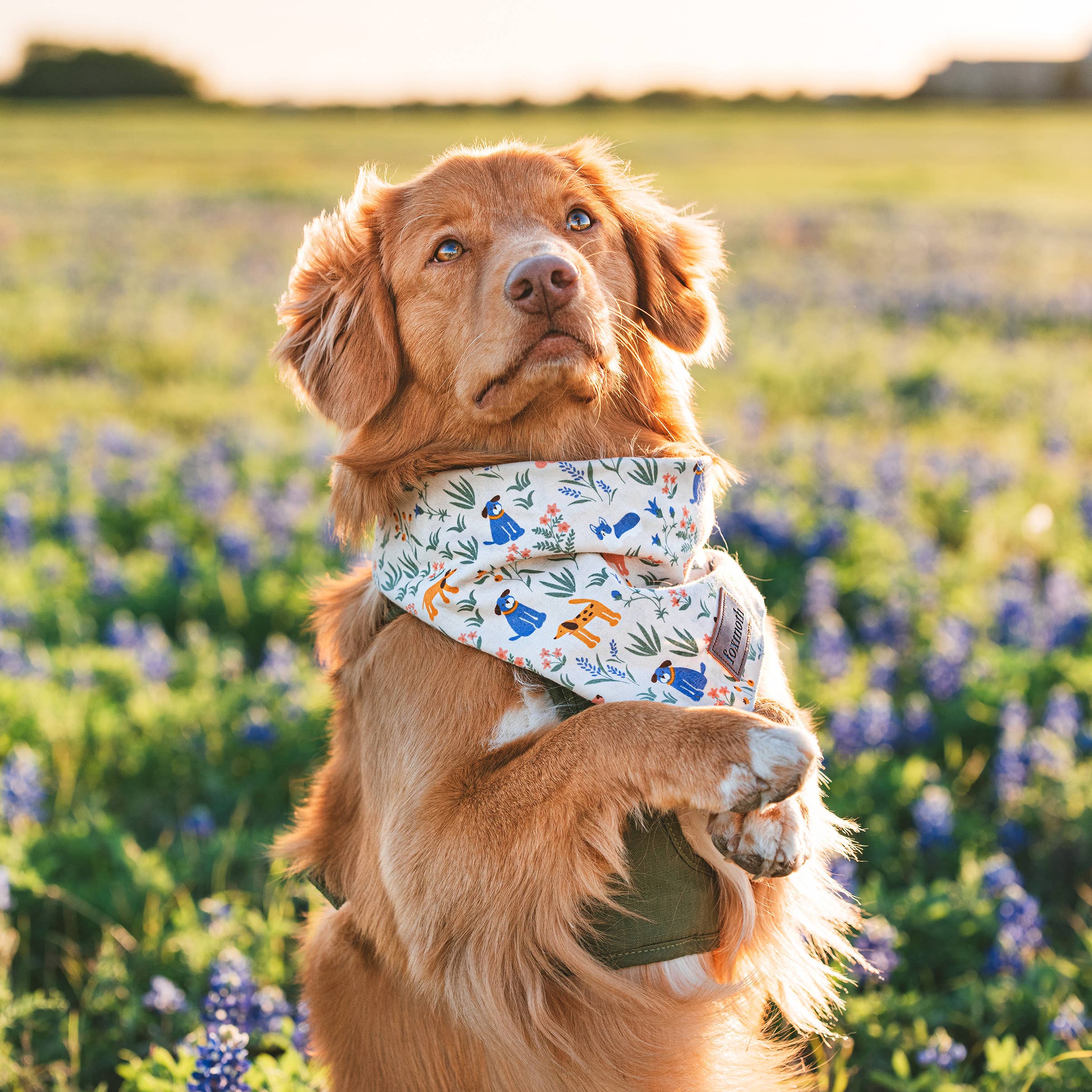 FoxMoth - Bark Park Dog Bandana | Spring Floral