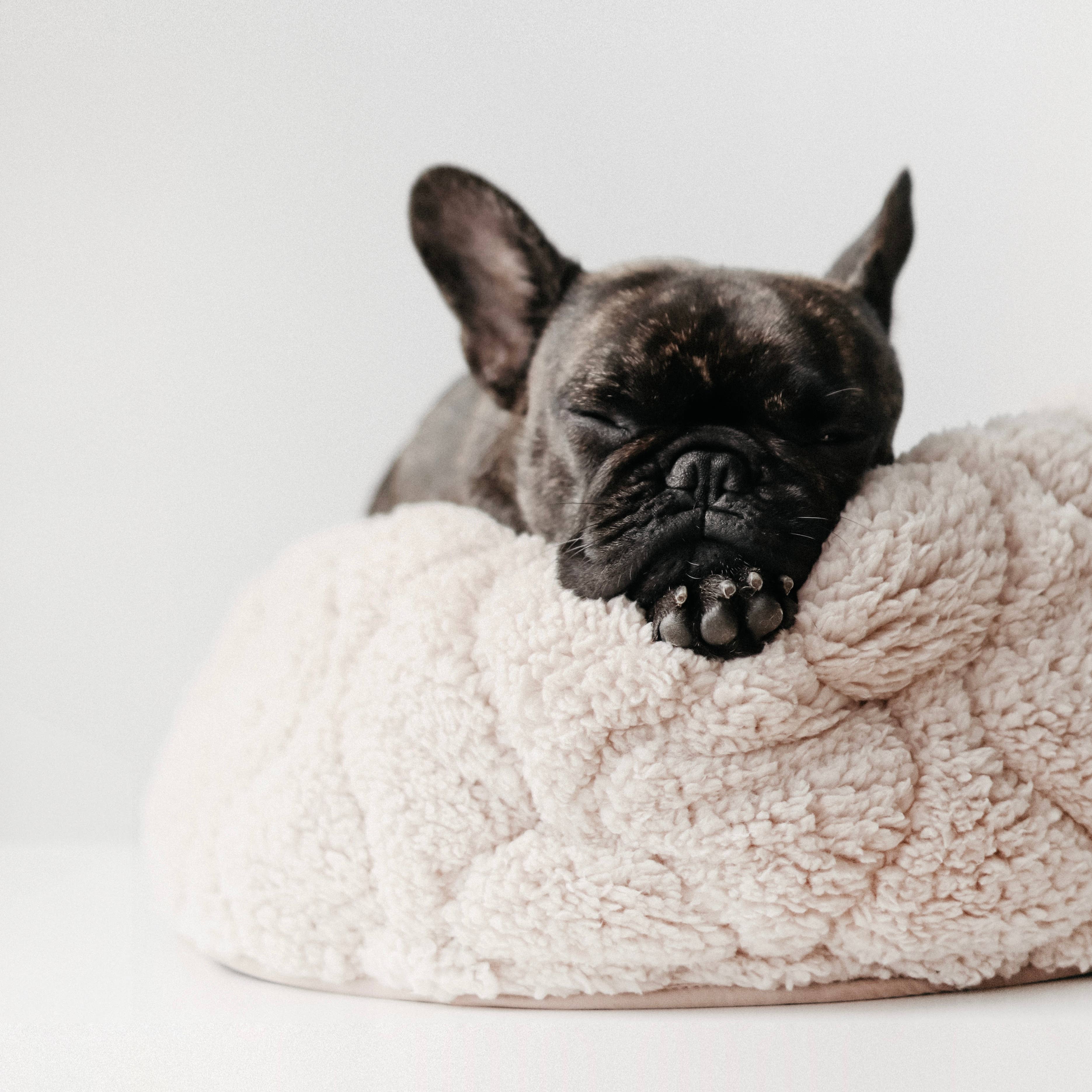 Lambwolf Collective - TAART//DOG BED