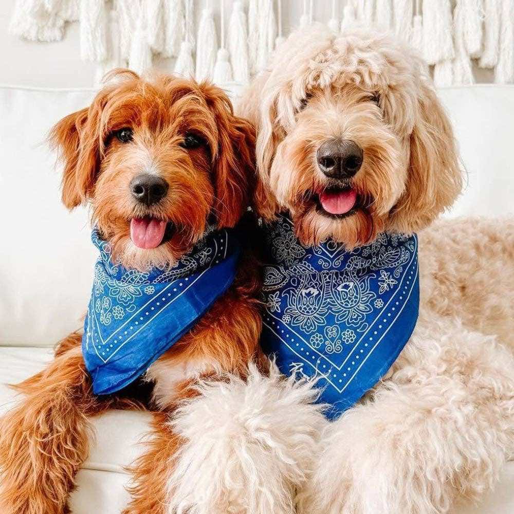Dog Bandanas