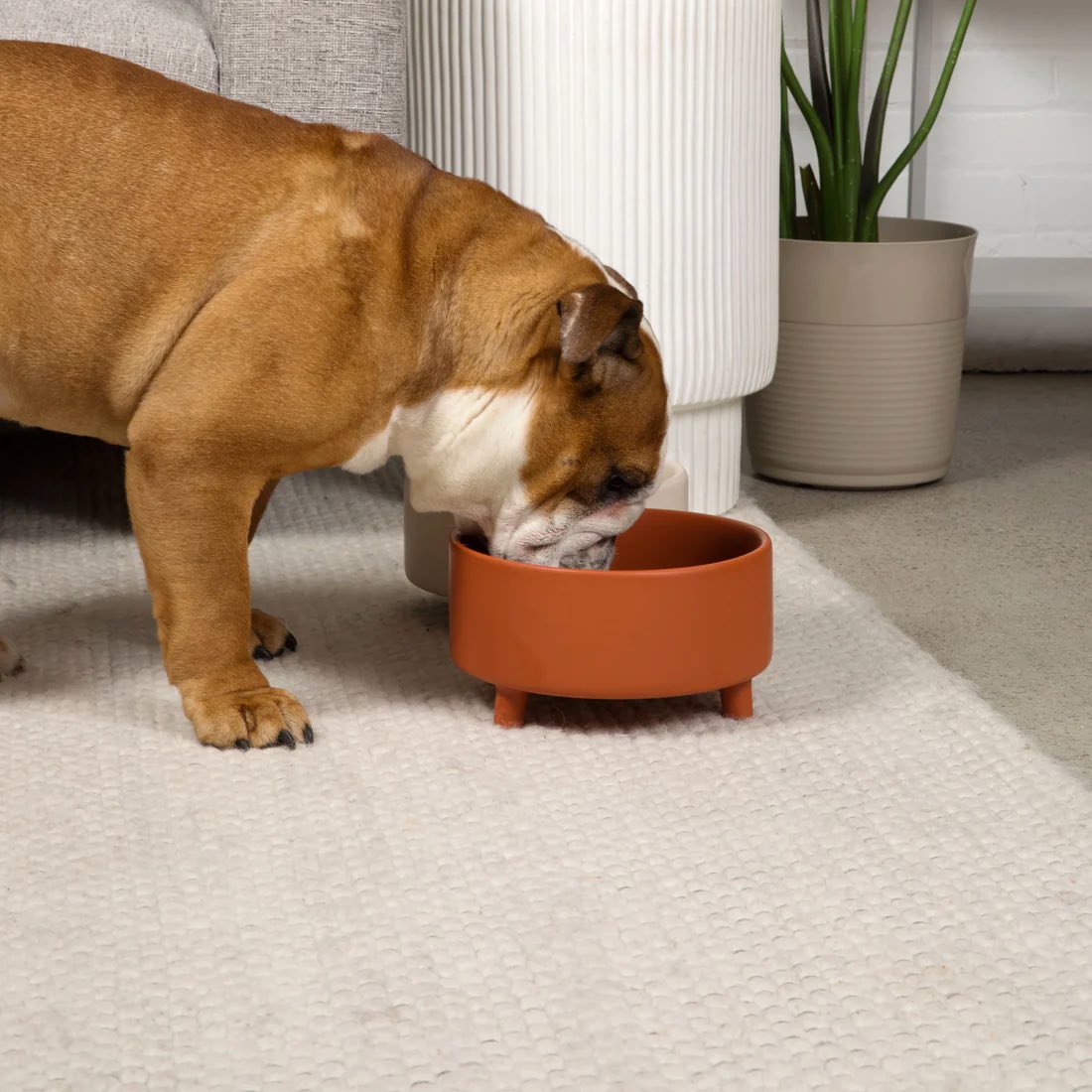 A brown and white bulldog eating from an orange elevated dog bow on a nice white carpet with a plant in the background.