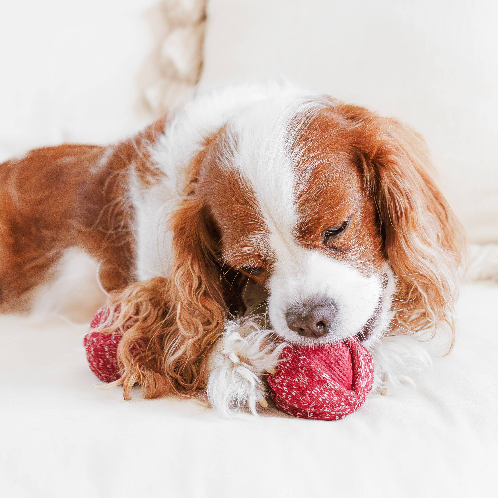 Lambwolf Collective - CHERRY POP//ENRICHMENT DOG TOY