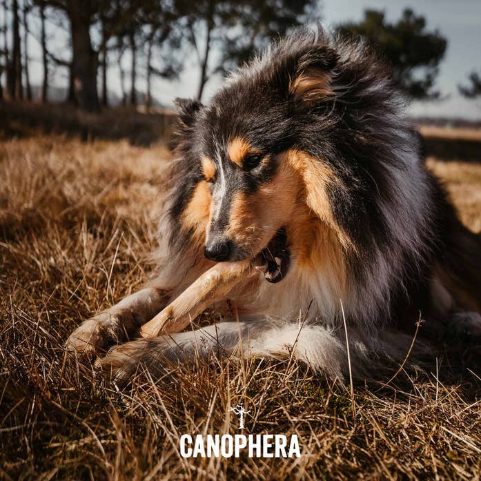 CANOPHERA LLC - Dog Chew Stick Made of Coffee Wood