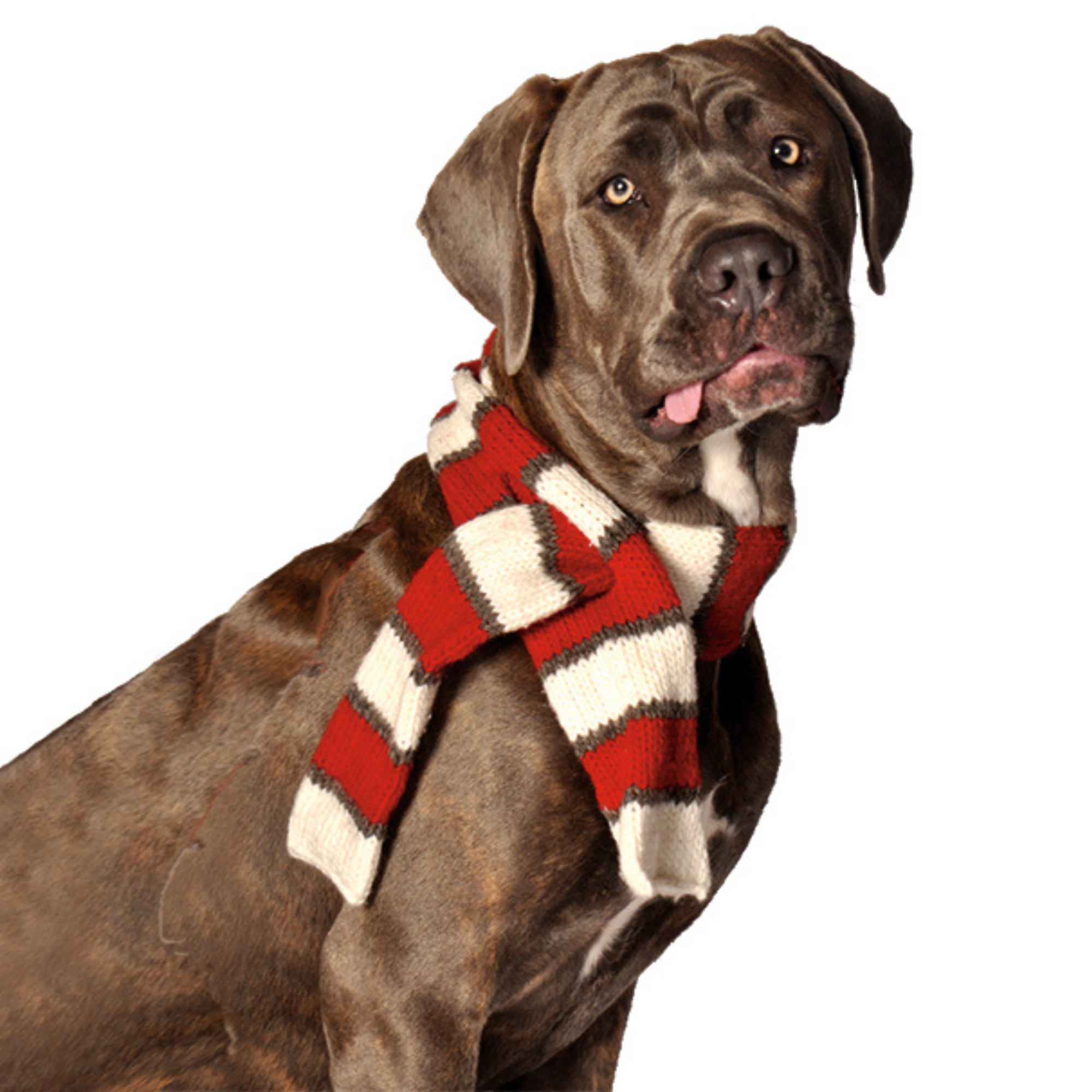 White and Red Pet Scarf