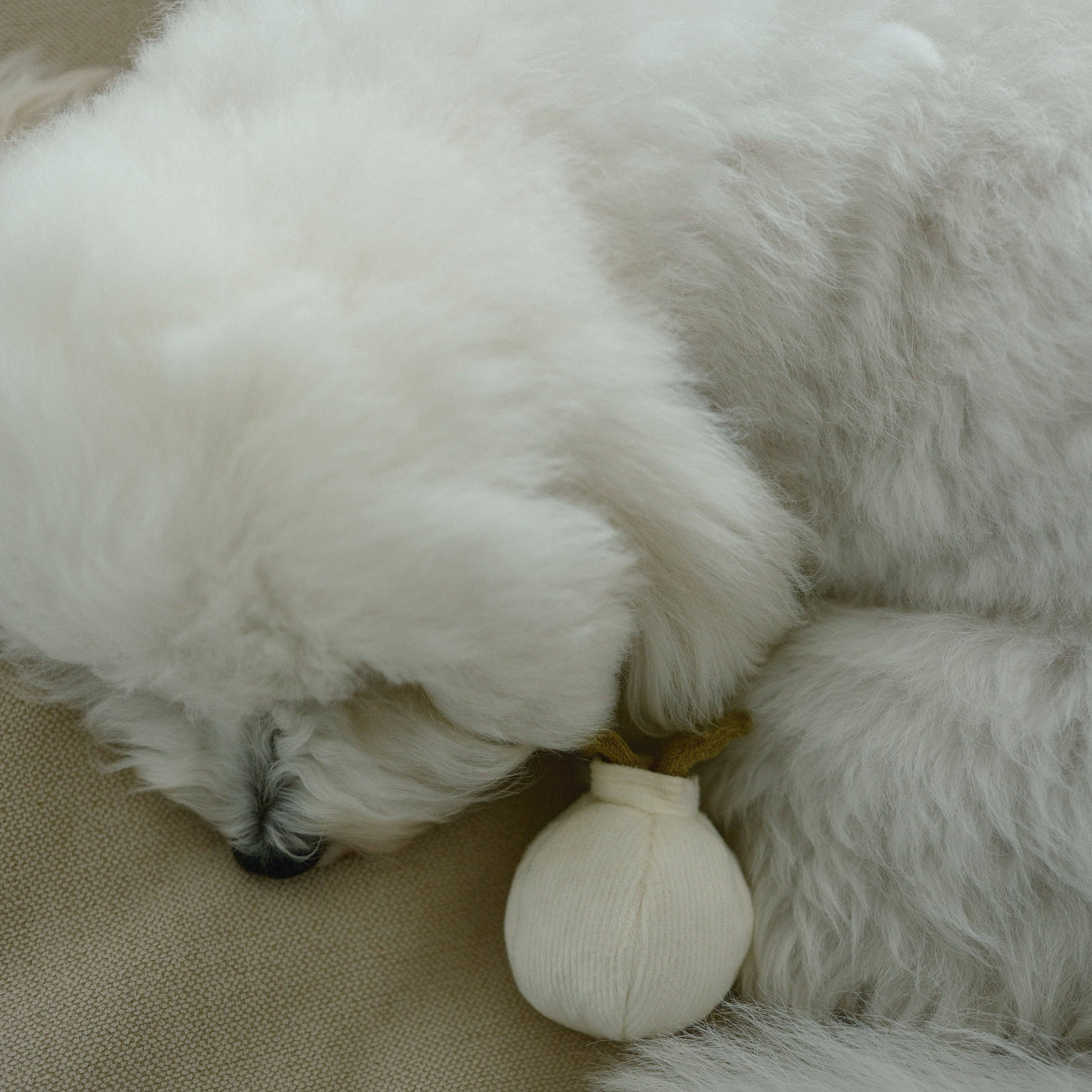 Lambwolf Collective - GARLIC POP//ENRICHMENT DOG TOY