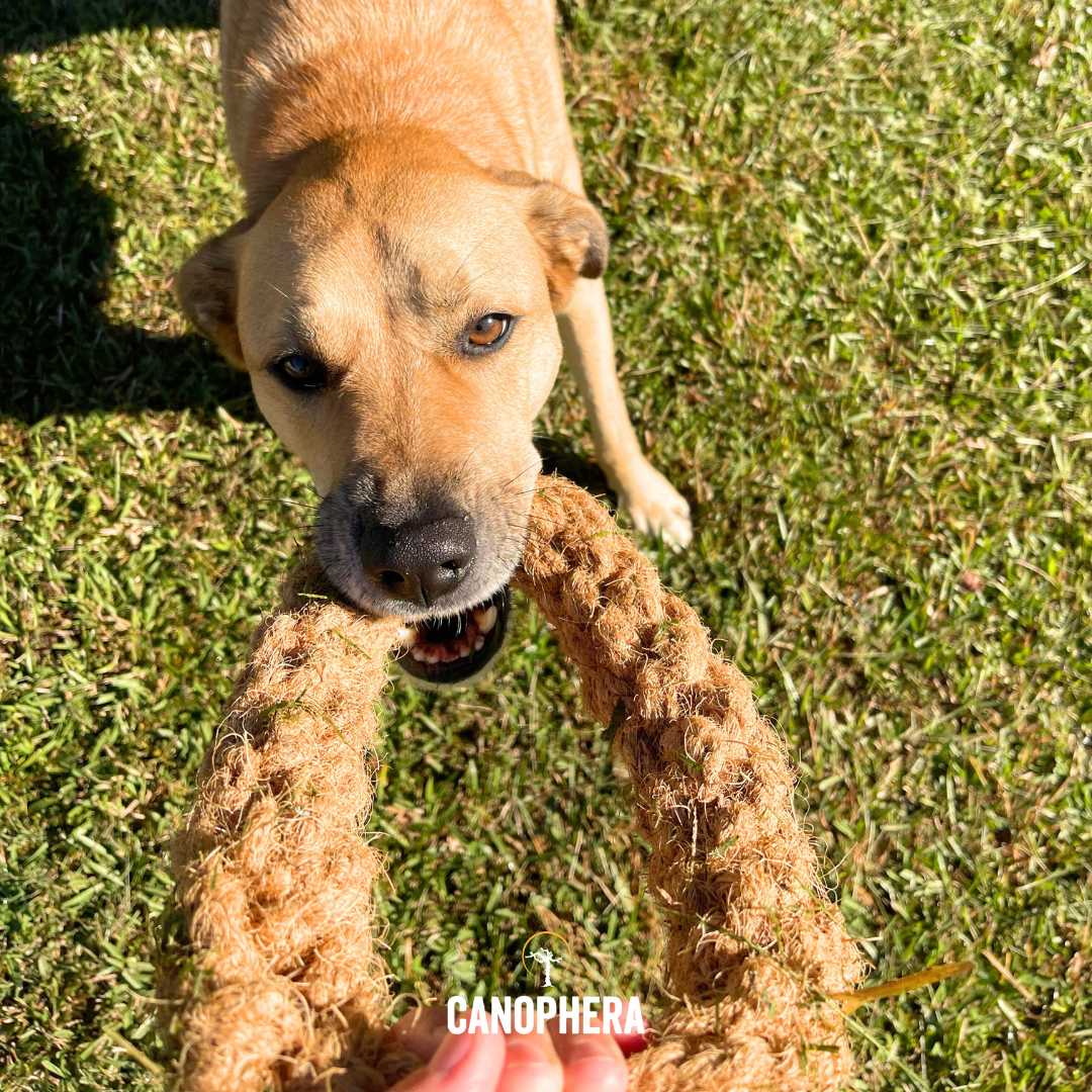 CANOPHERA LLC - Dog Toys Made Of Coconut Rope - CocoRing
