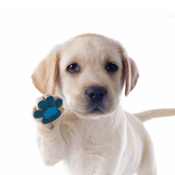 BRIGHT IRIS - Silicone Dog Paw Protector