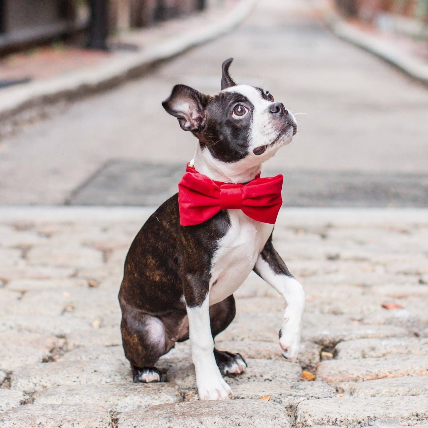 The Foggy Dog - Cranberry Velvet Valentine's Day Dog Bow Tie