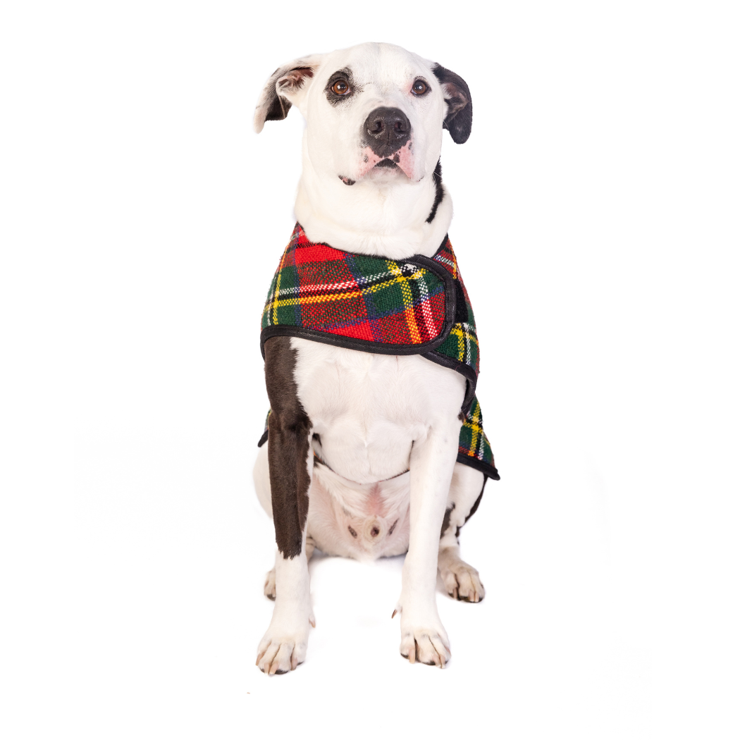 CHILLY DOG LLC - Scotty Plaid Dog Blanket Coat