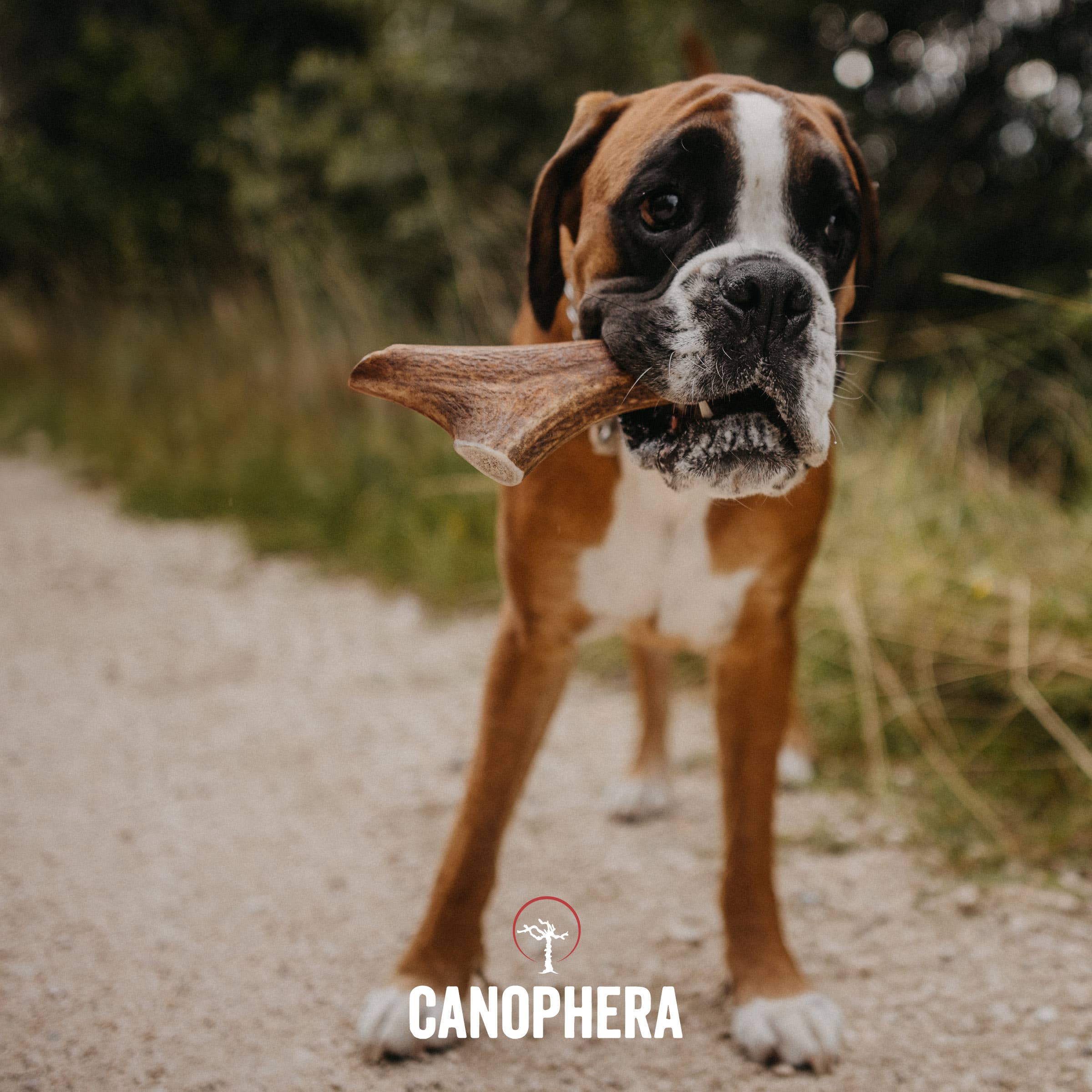 CANOPHERA LLC - Dog Chew Made of Red Deer Antlers