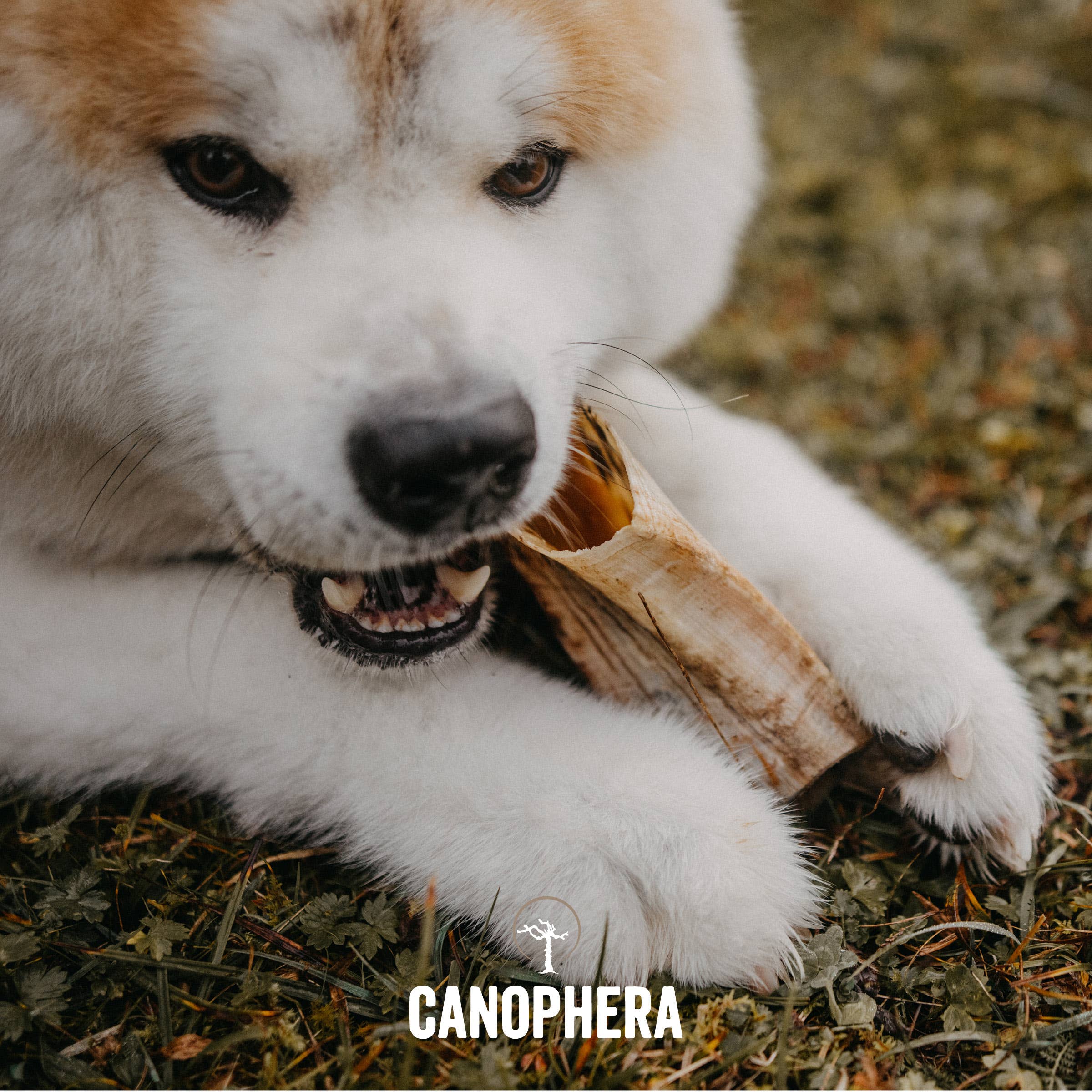 CANOPHERA LLC - Dog Chew Made of Sheep Horn