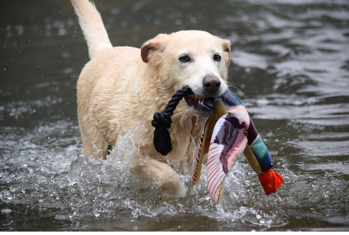 Fly & Fetch Launching Toys - Duck, Fish, Eagle, Pheasant: Eagle