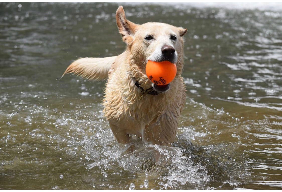 Spunky Pup - Fetch and Glow Ball