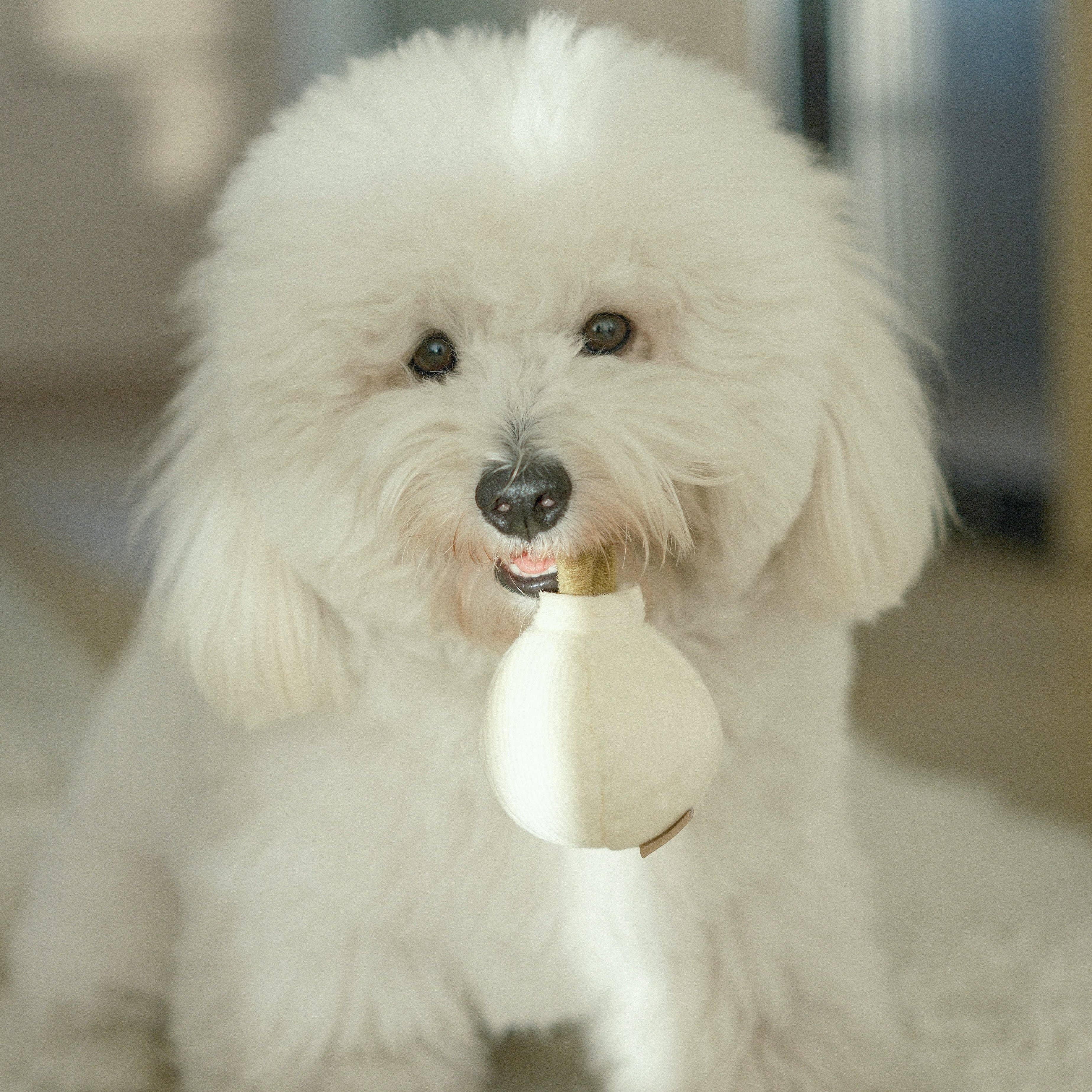 Lambwolf Collective - GARLIC POP//ENRICHMENT DOG TOY