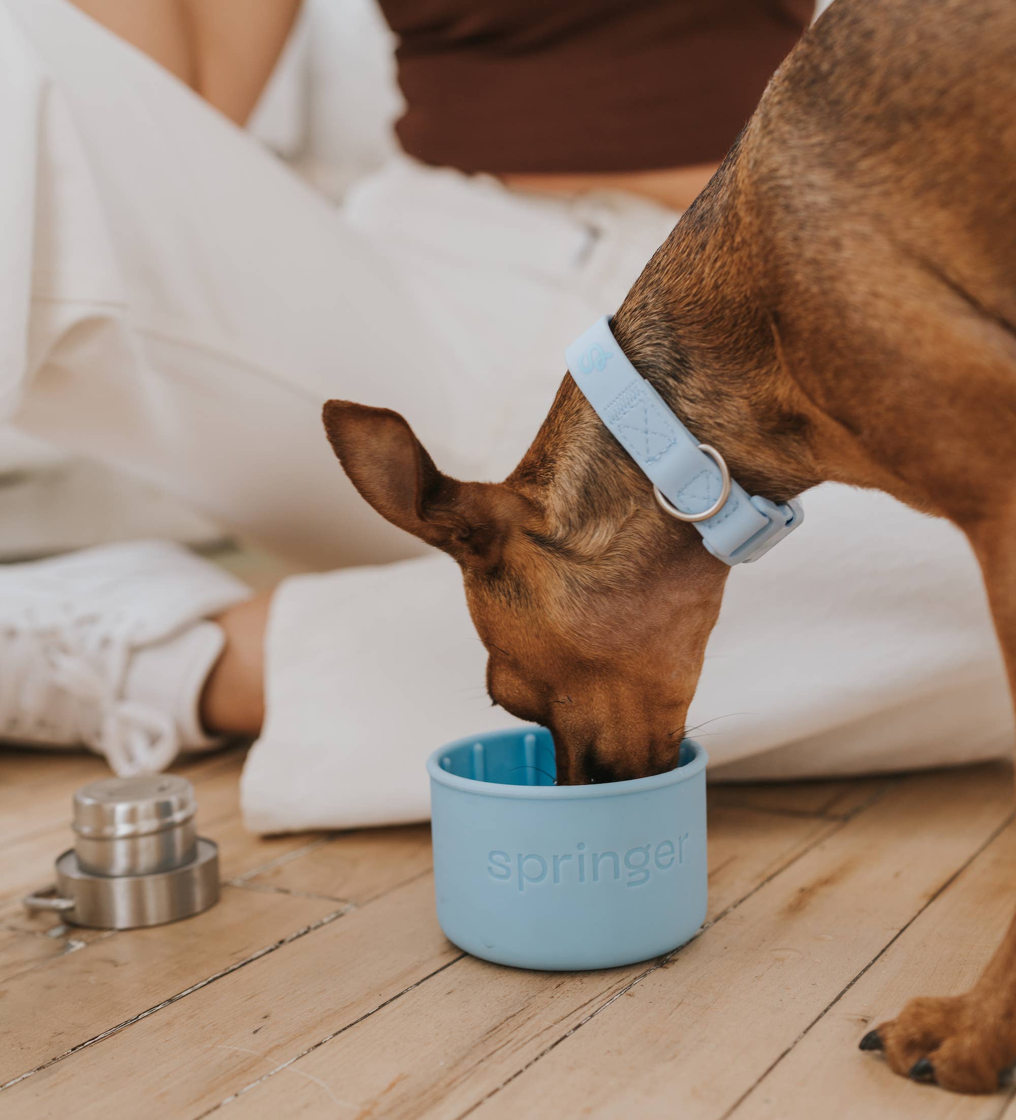 Springer - Dog & Me Insulated Water Bottle