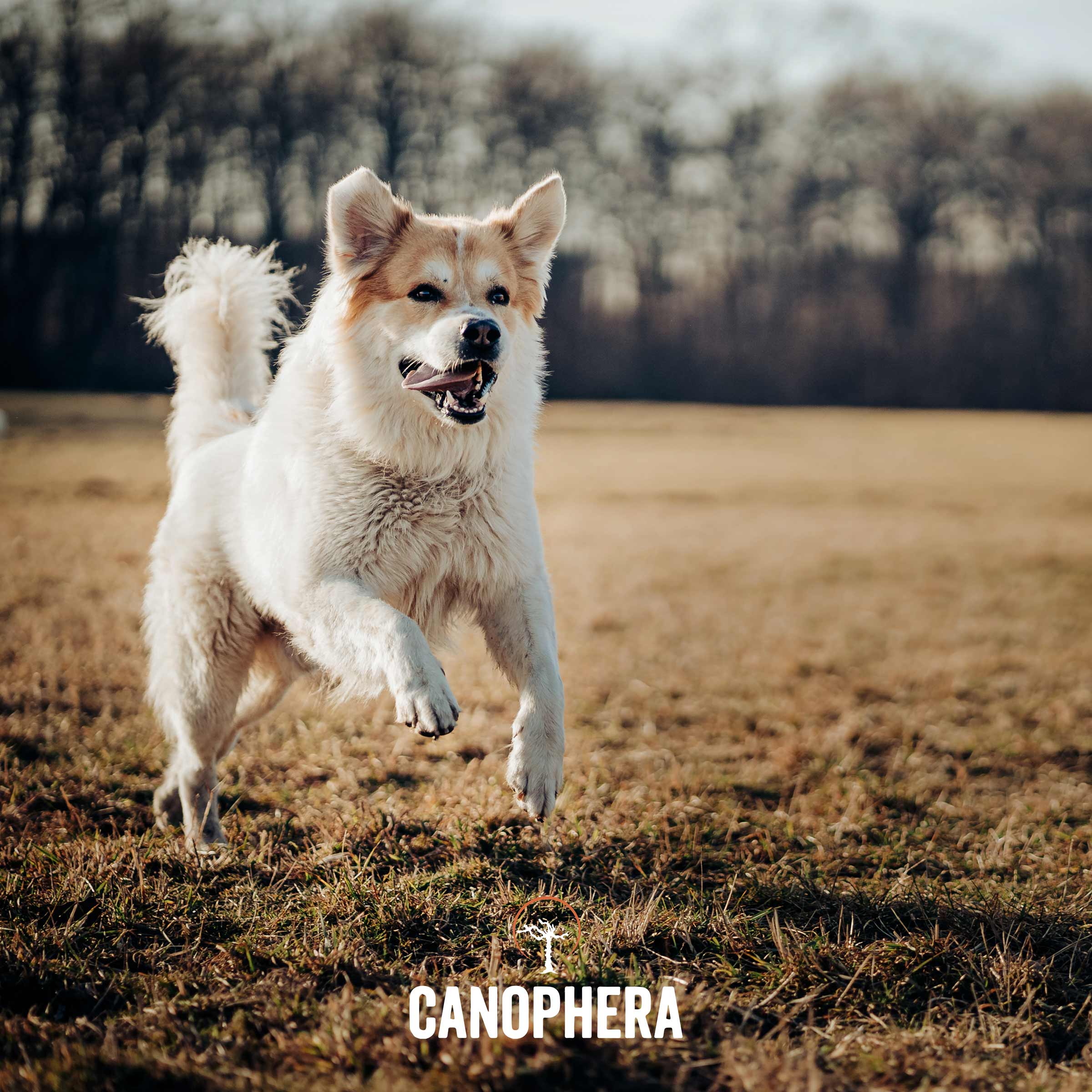 CANOPHERA LLC - Dog Chew Made of Briar Root
