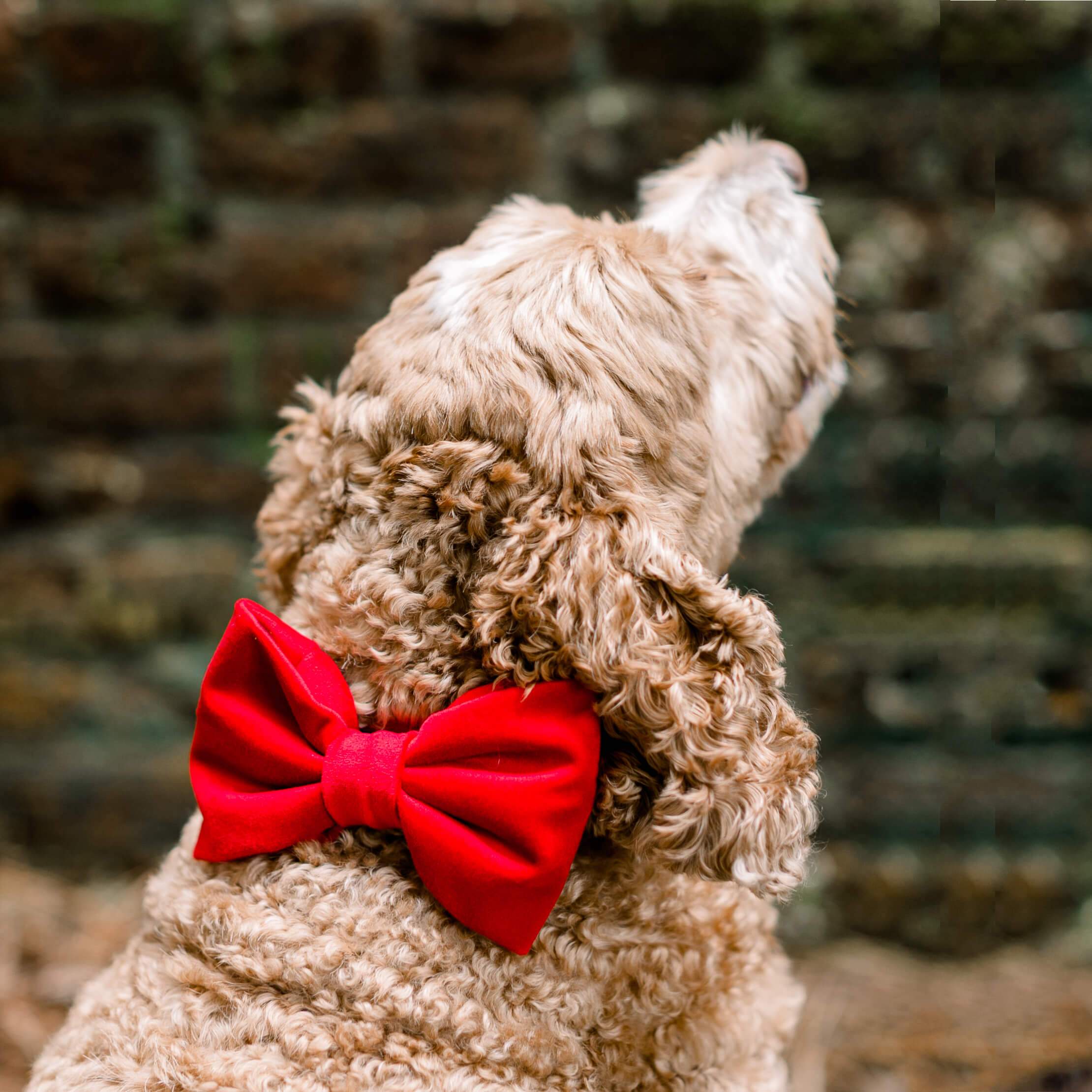 The Foggy Dog - Cranberry Velvet Valentine's Day Dog Bow Tie