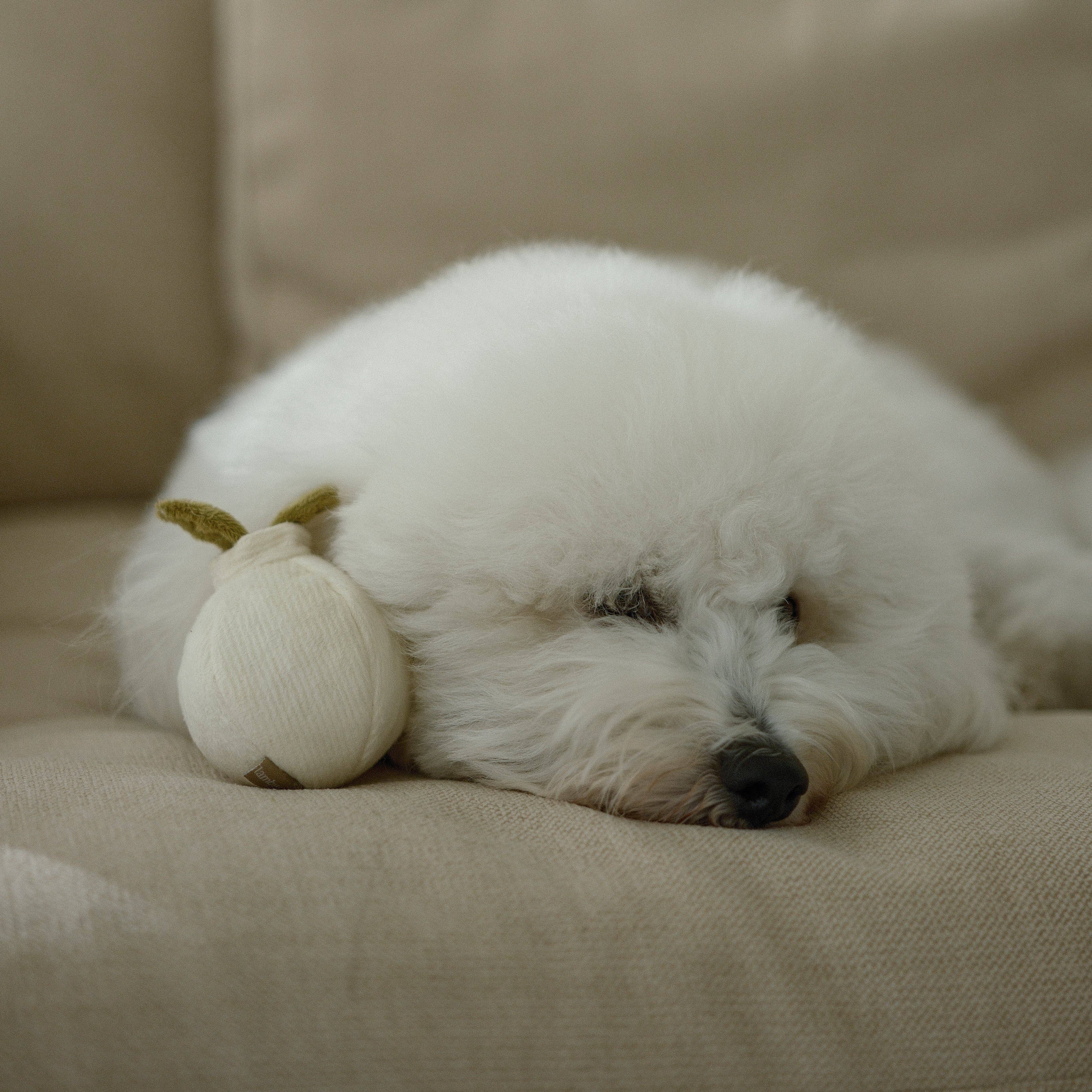 Lambwolf Collective - GARLIC POP//ENRICHMENT DOG TOY