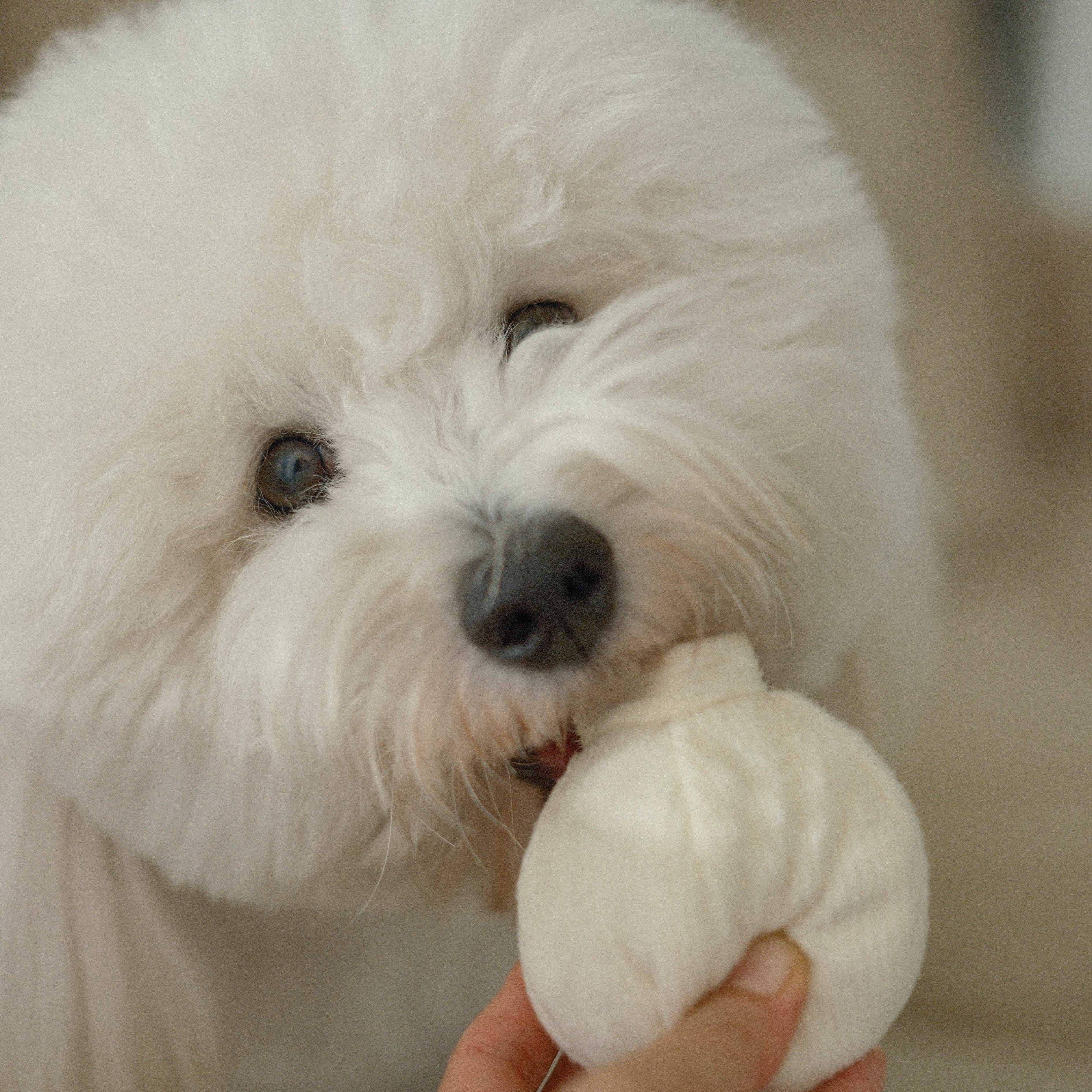 Lambwolf Collective - GARLIC POP//ENRICHMENT DOG TOY