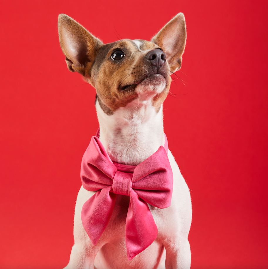The Foggy Dog - Hot Pink Velvet Lady Dog Bow