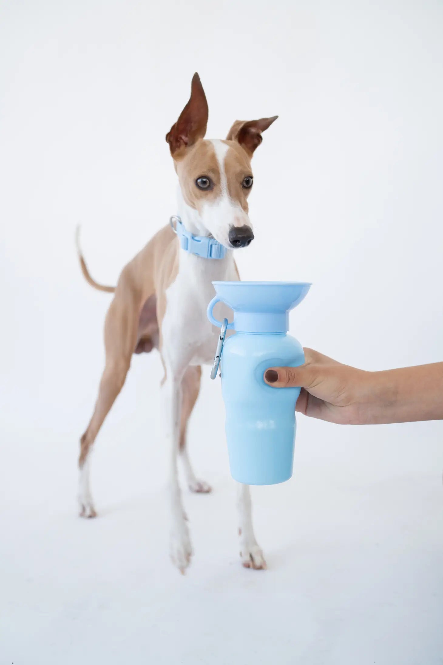 Springer - Springer Classic Dog Water Travel Bottle