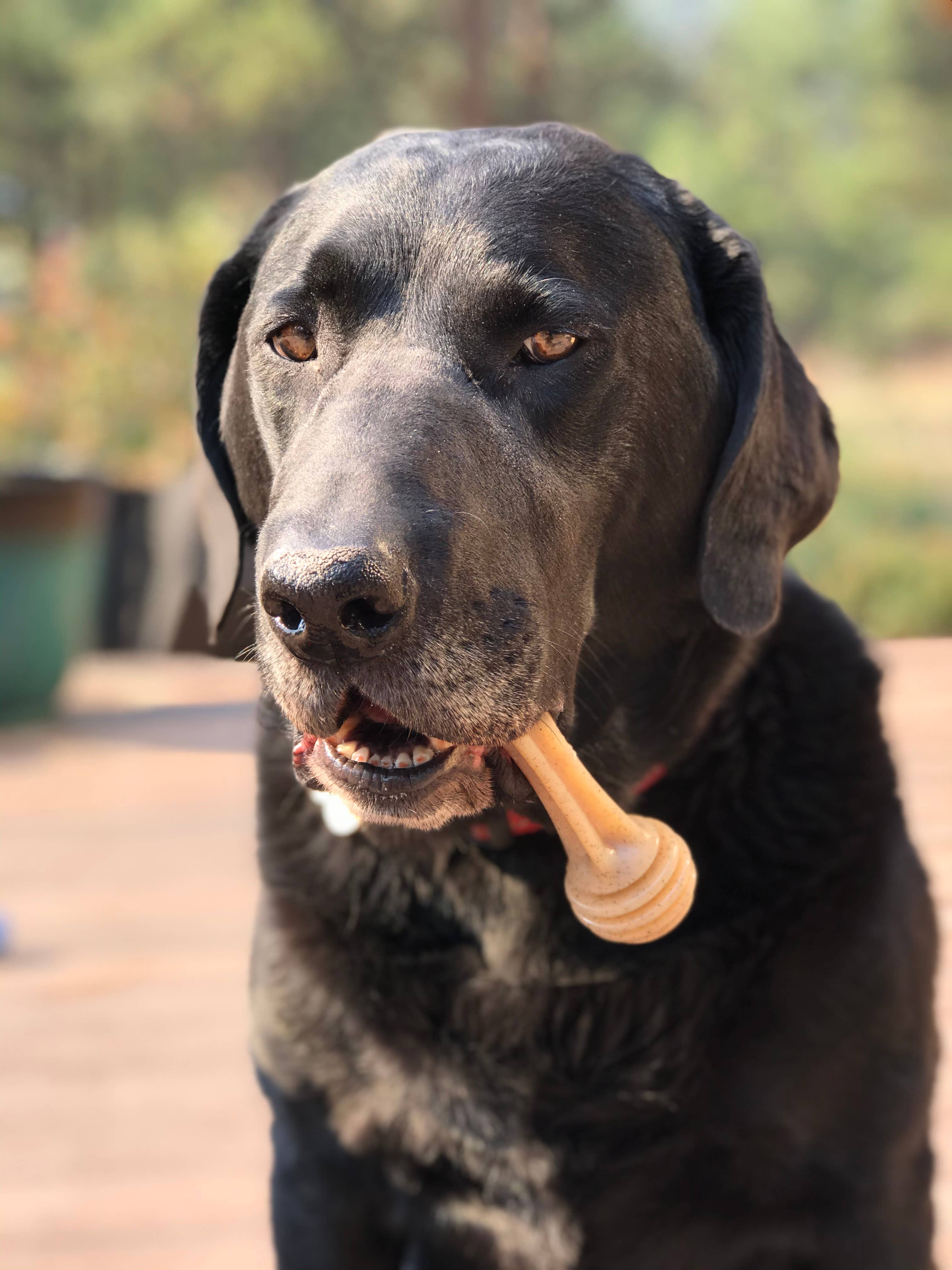 SodaPup - Honey Bone Nylon Chew Bone for Dogs